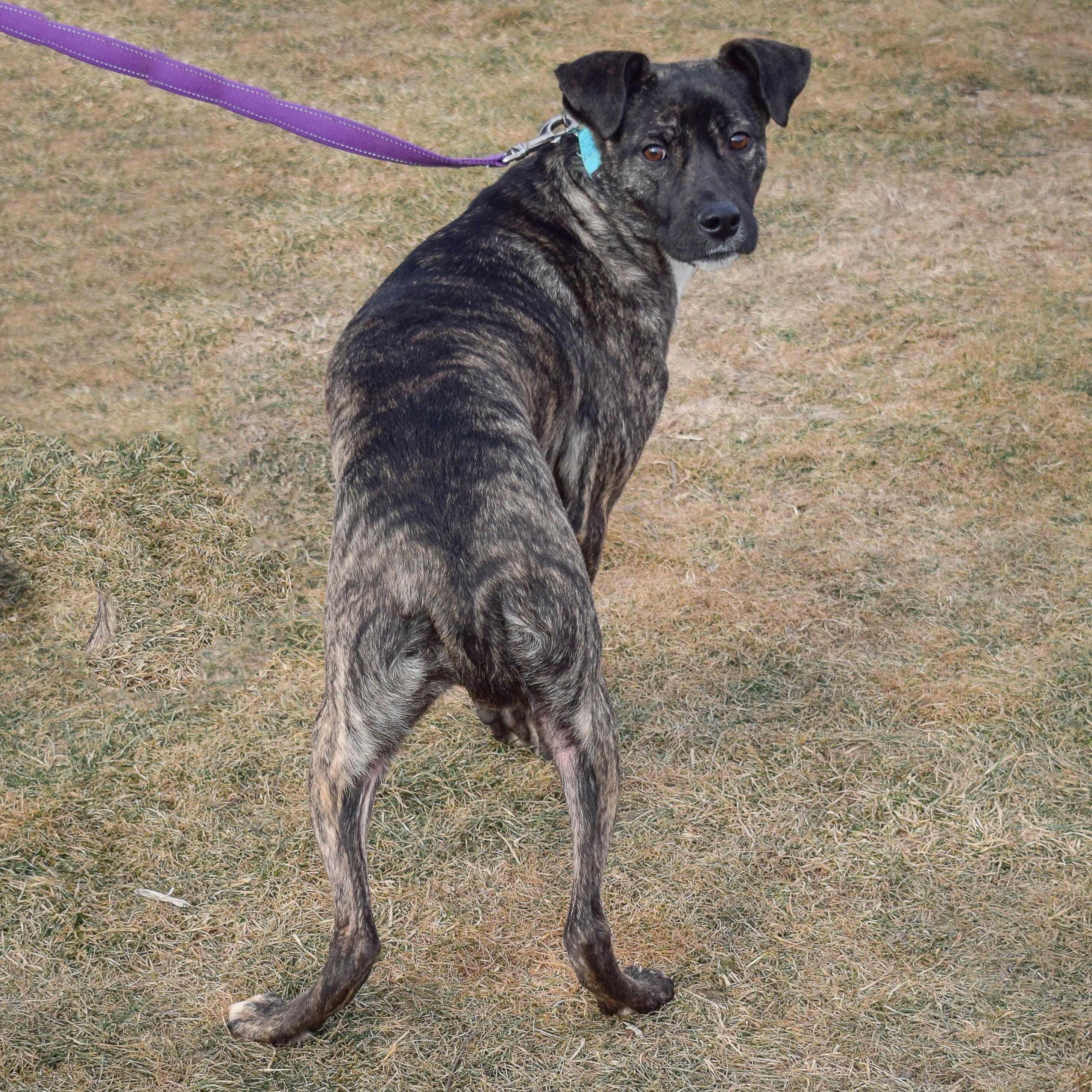 Enlarge Mateo, a Adoptable mixed breed in Huntley, IL image 4/4
