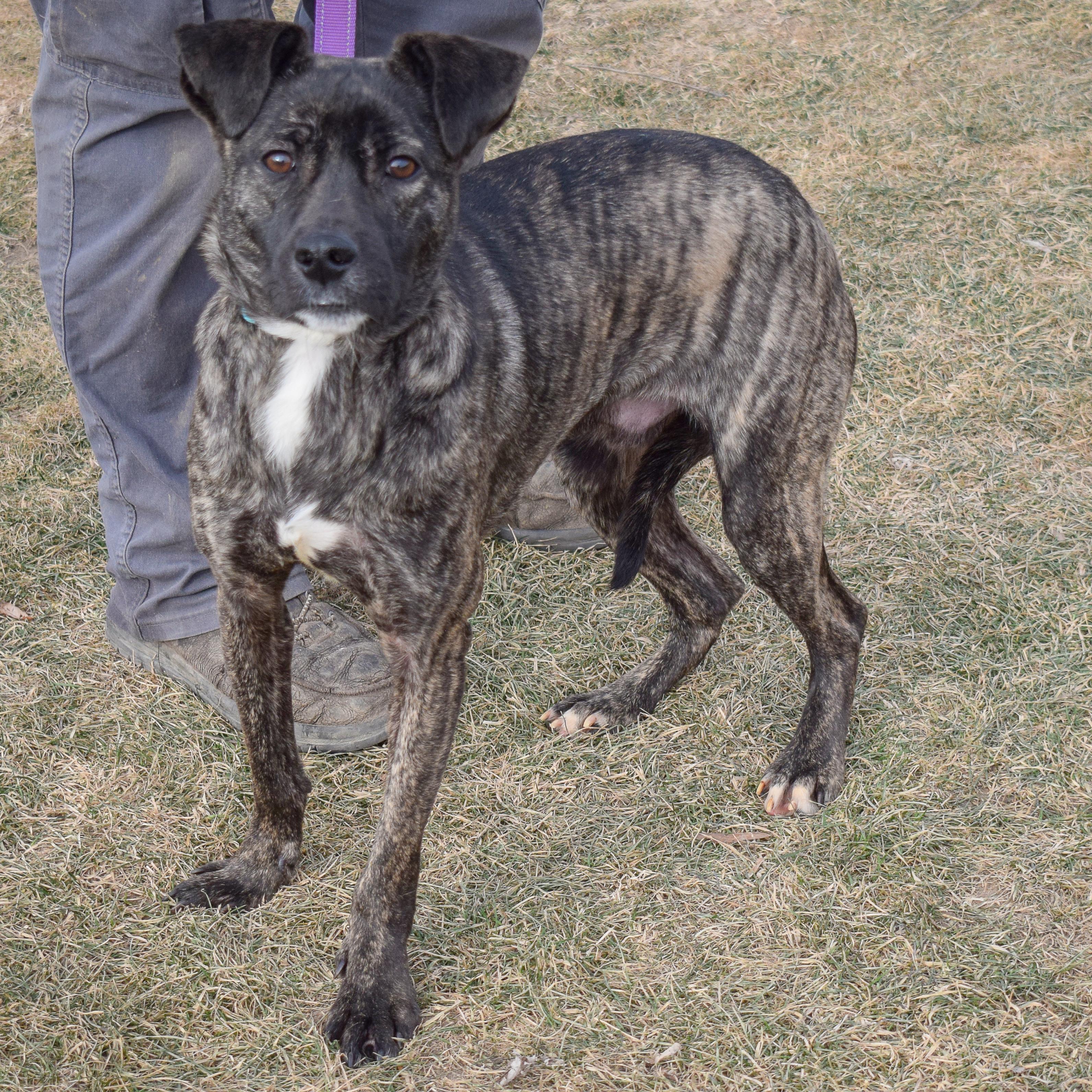 Enlarge Mateo, a Adoptable mixed breed in Huntley, IL image 2/4