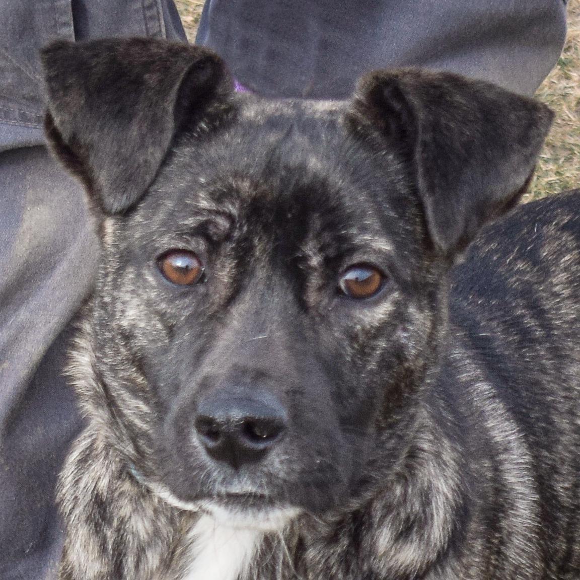 Mateo, Young Male Cattle Dog