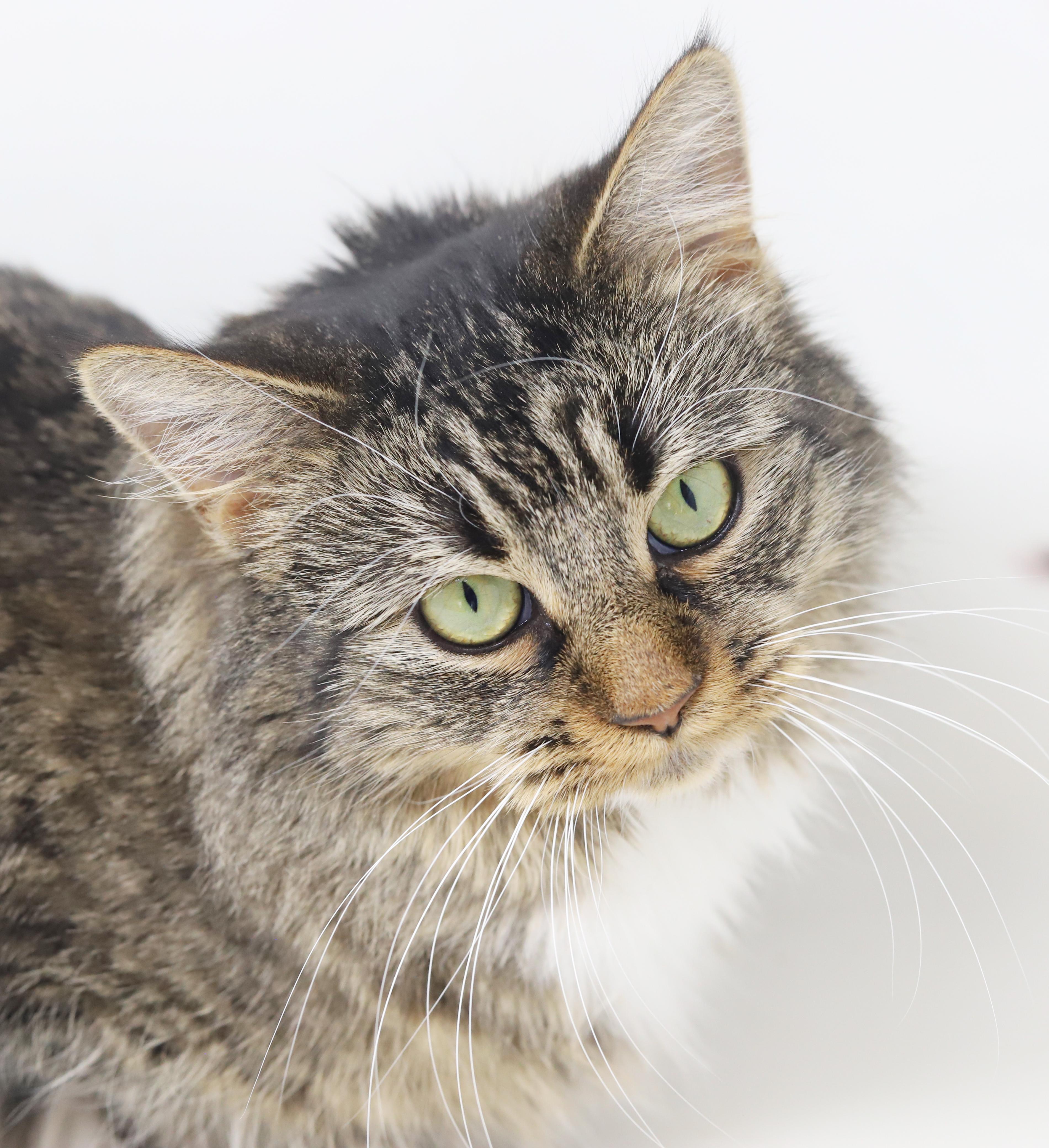 Enlarge Venus is the goddess of love n' snuggles - WOW!, an adopted mixed breed in Bedford Hills, NY image 5/6