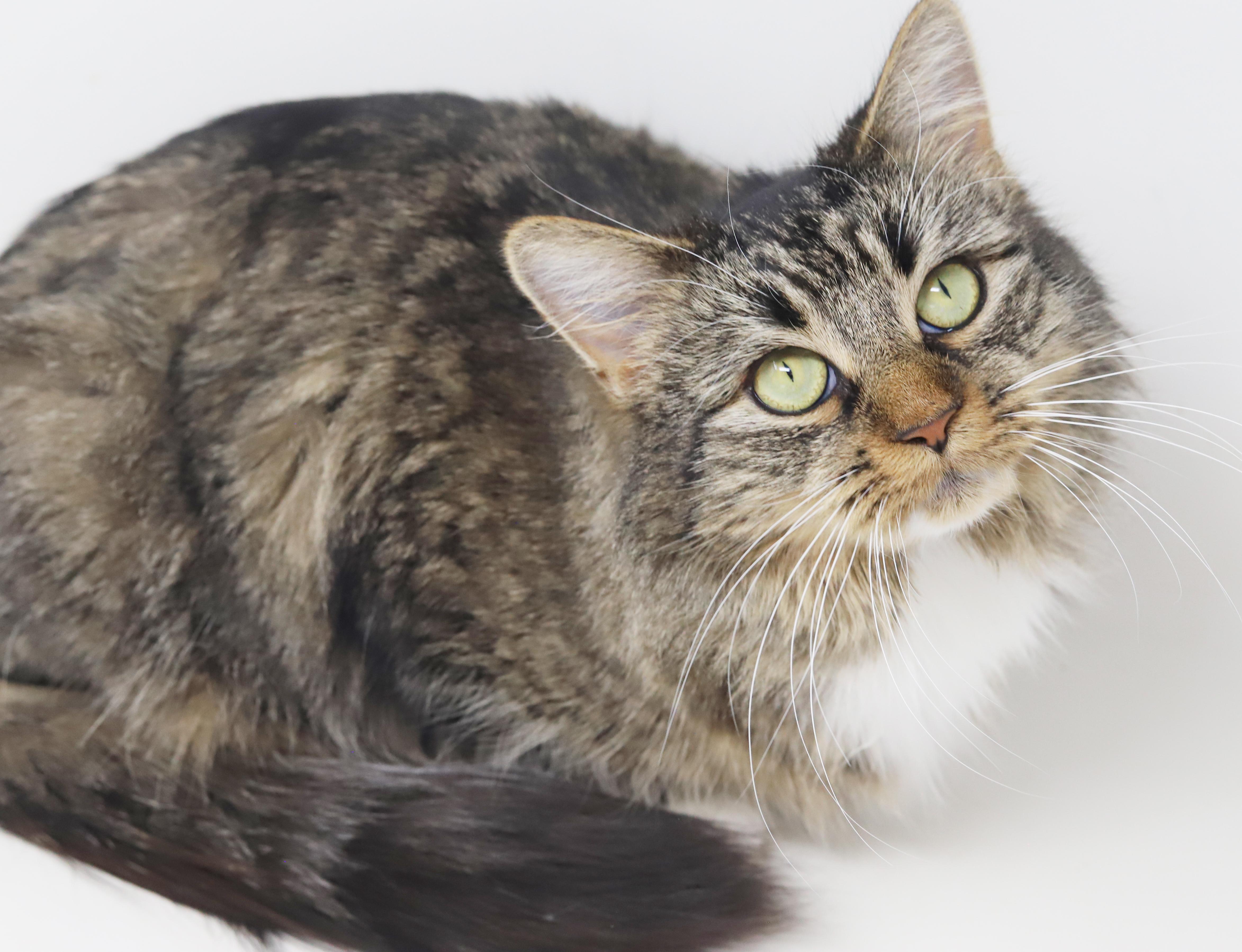 Enlarge Venus is the goddess of love n' snuggles - WOW!, an adopted mixed breed in Bedford Hills, NY image 6/6