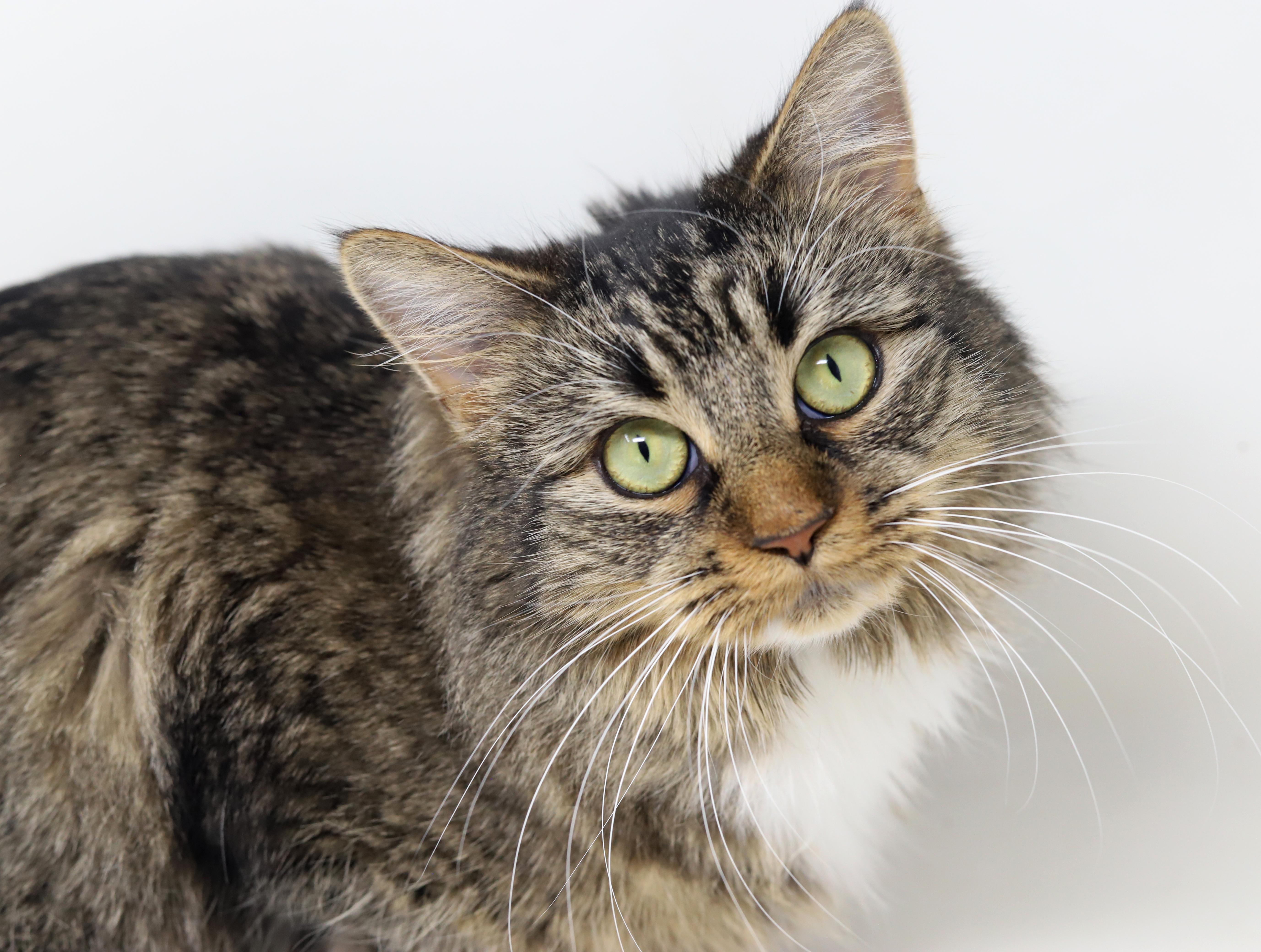Venus is the goddess of love n' snuggles - WOW!, Adoptable, Young Female Maine Coon & Tabby.