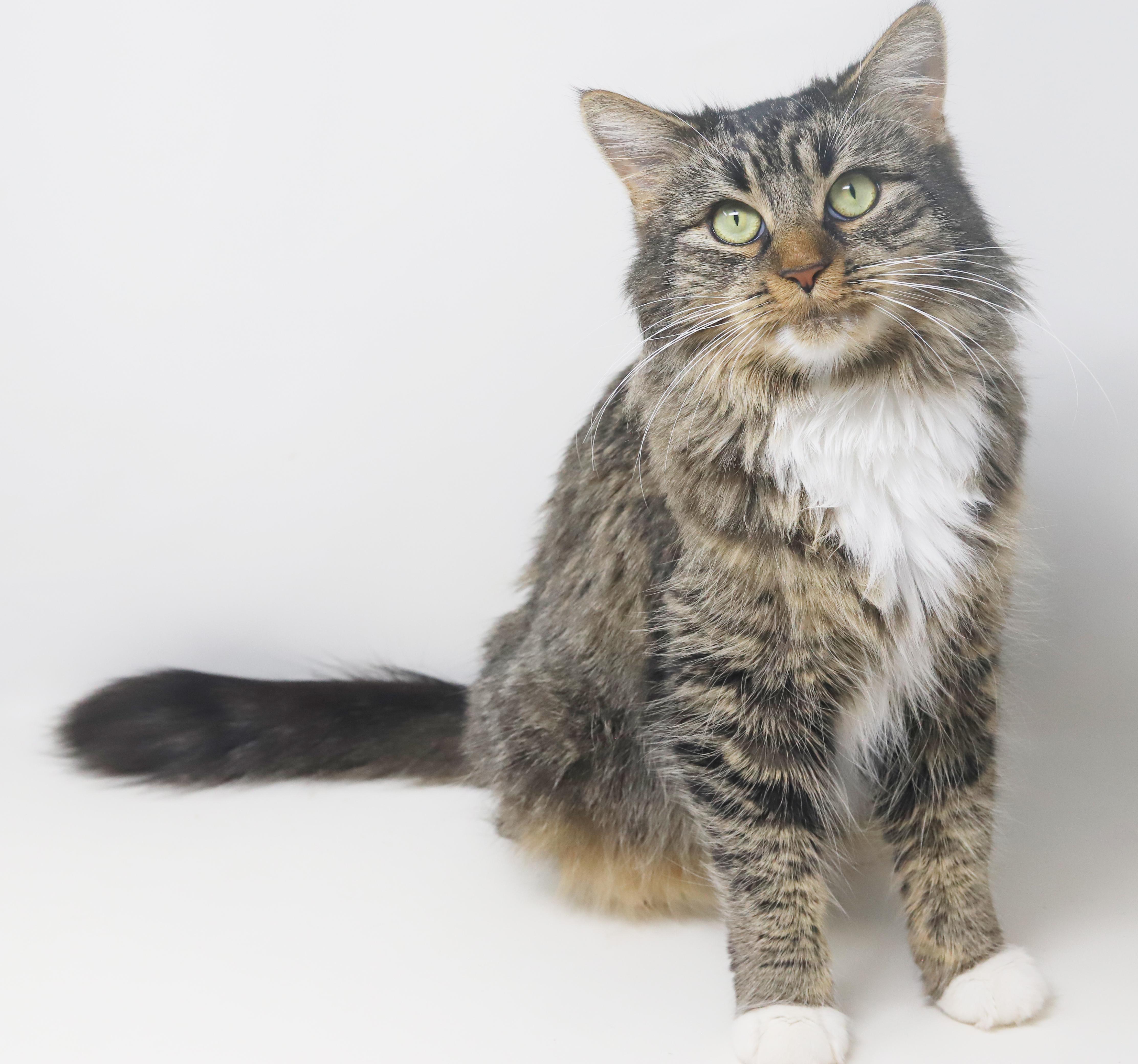 Enlarge Venus is the goddess of love n' snuggles - WOW!, an adopted mixed breed in Bedford Hills, NY image 3/6