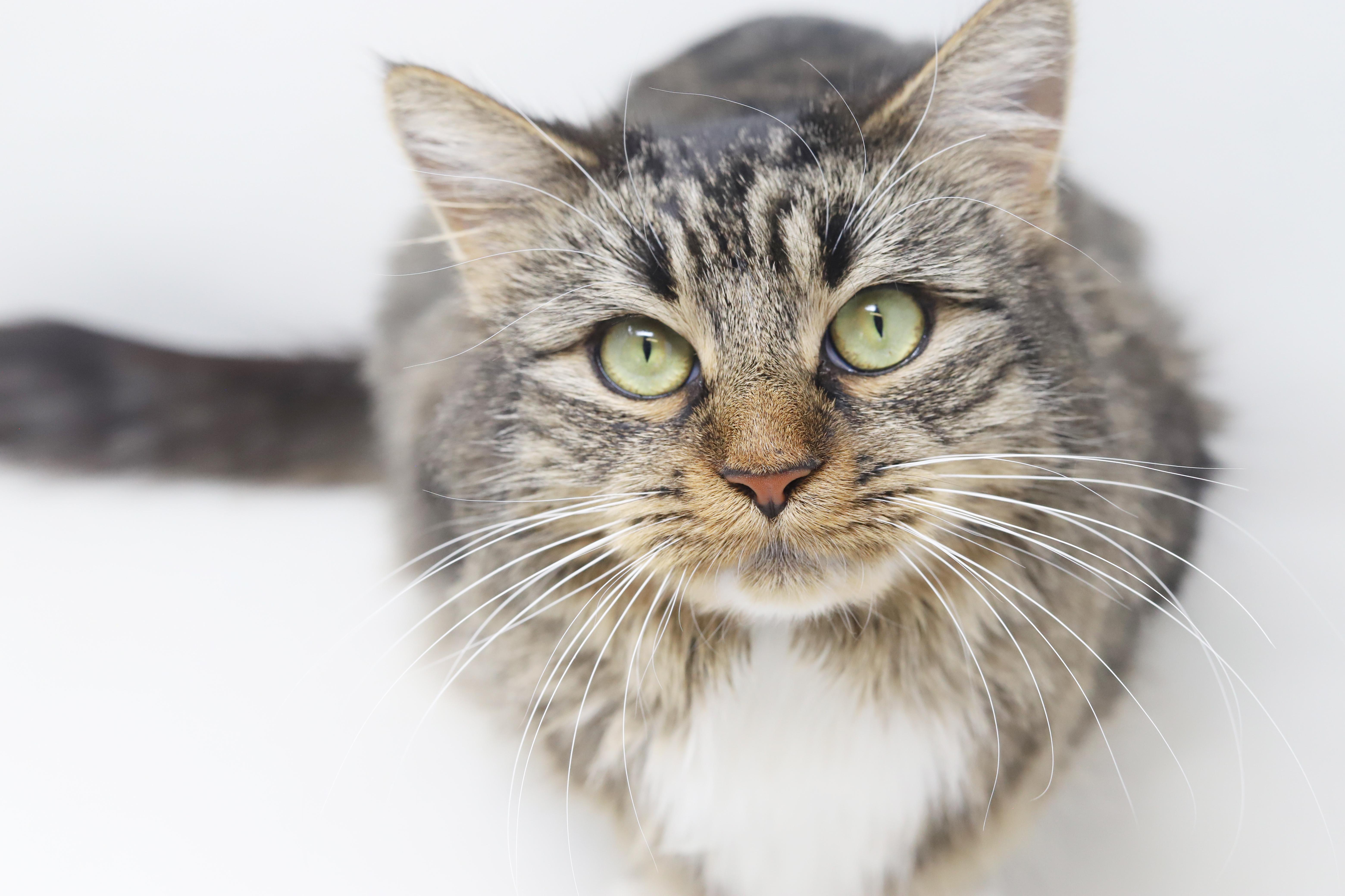 Enlarge Venus is the goddess of love n' snuggles - WOW!, an adopted mixed breed in Bedford Hills, NY image 2/6