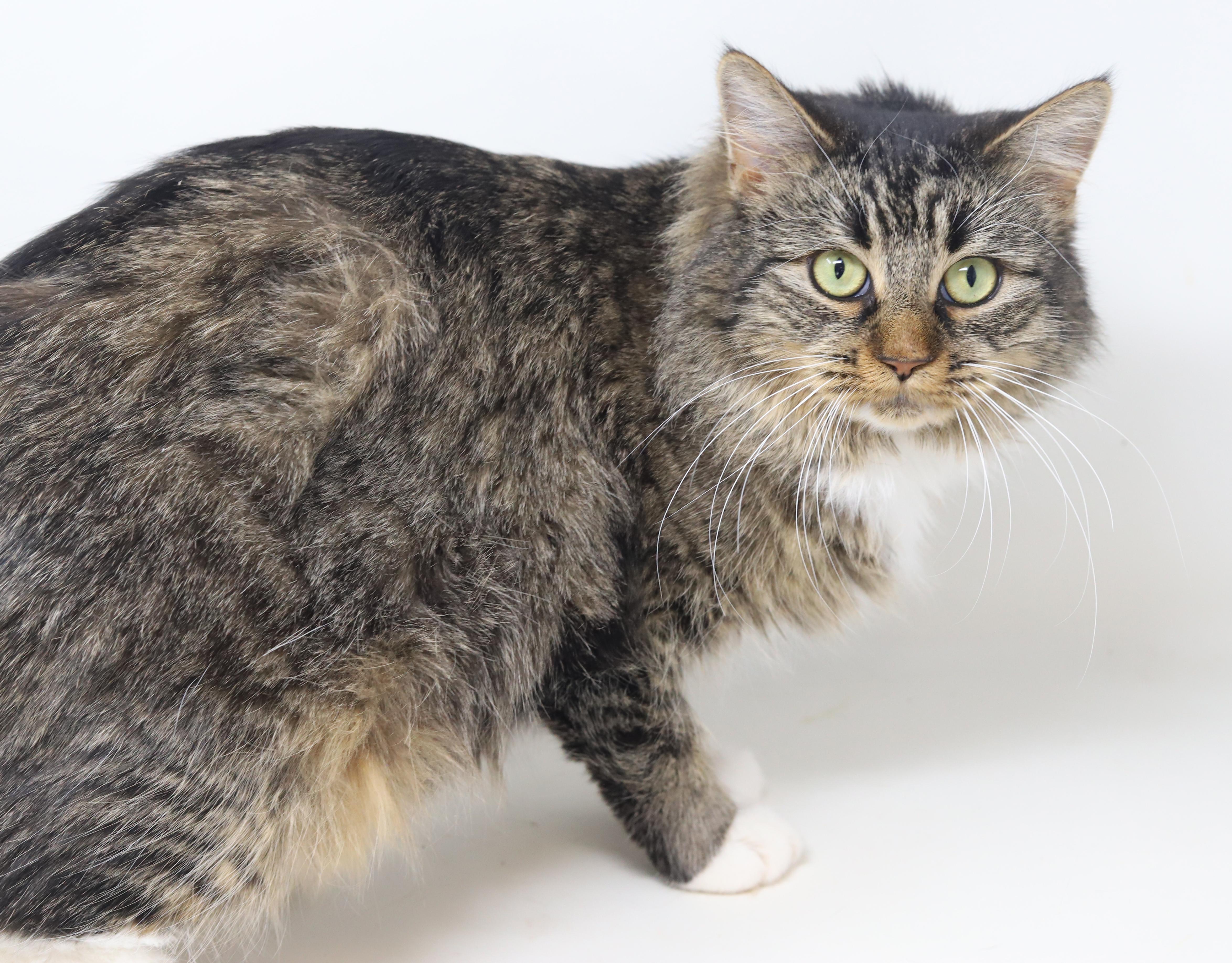 Enlarge Venus is the goddess of love n' snuggles - WOW!, an adopted mixed breed in Bedford Hills, NY image 4/6