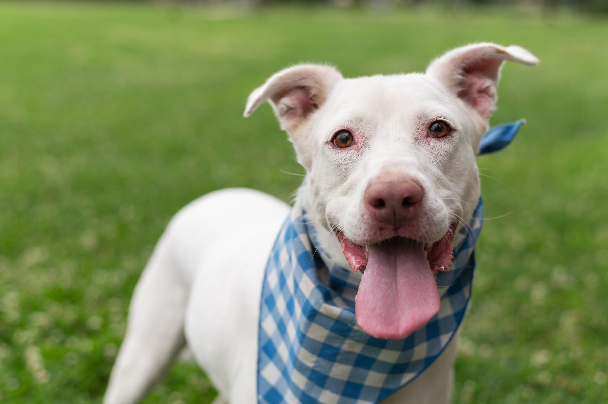 Yeti (URGENT), Adoptable, Adult Male Husky.