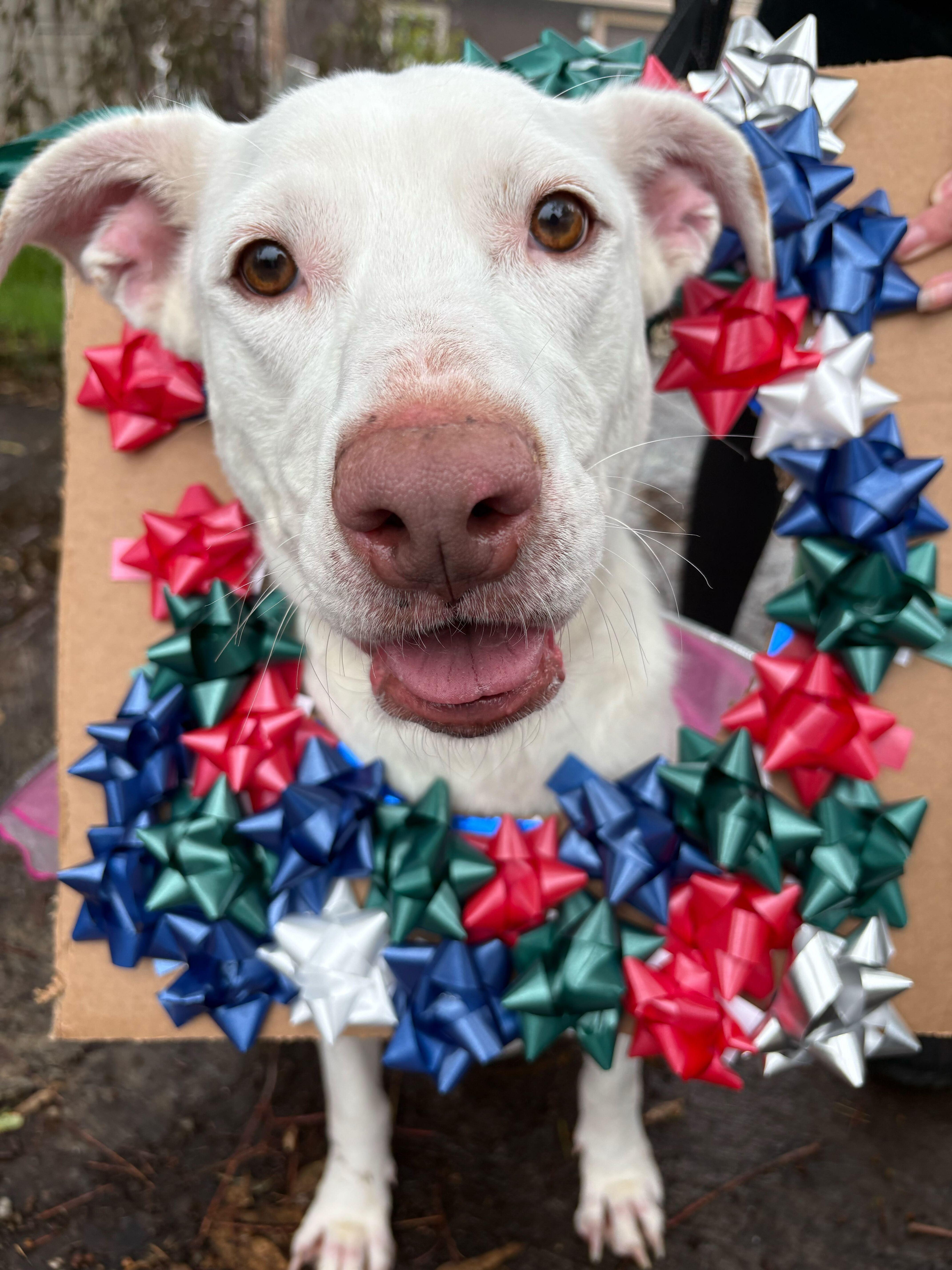 Enlarge Yeti (URGENT), a Adoptable mixed breed in Tracy, CA image 1/6