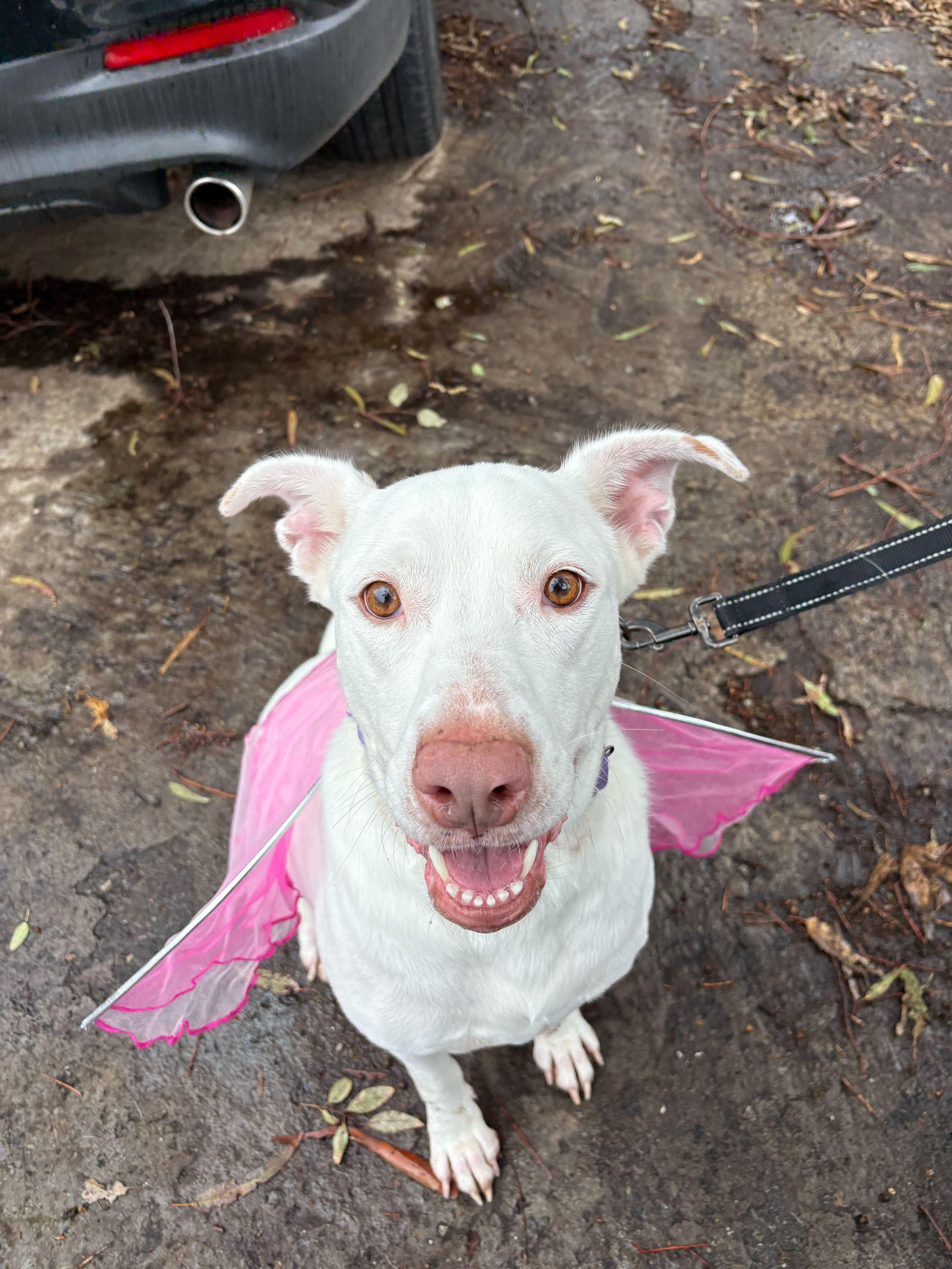 Enlarge Yeti (URGENT), a Adoptable mixed breed in Tracy, CA image 2/6