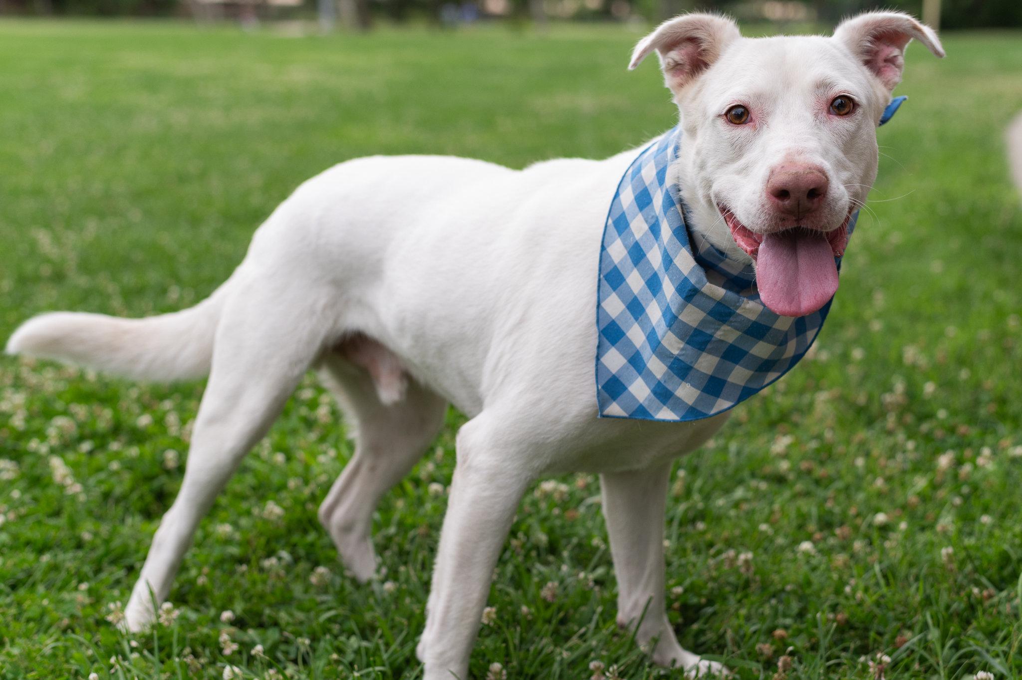 Yeti (Adopt with Perks), a Adoptable mixed breed in Tracy, CA image 3/6