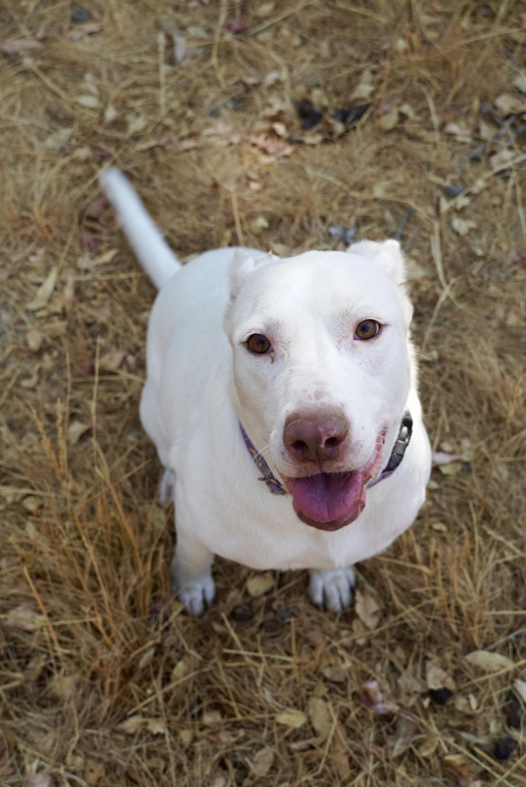 Enlarge Yeti (URGENT), a Adoptable mixed breed in Tracy, CA image 3/6