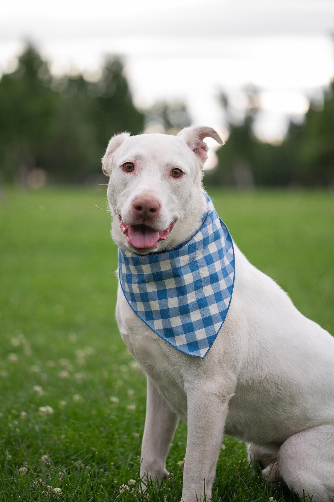 Yeti (Adopt with Perks), a Adoptable mixed breed in Tracy, CA image 4/6