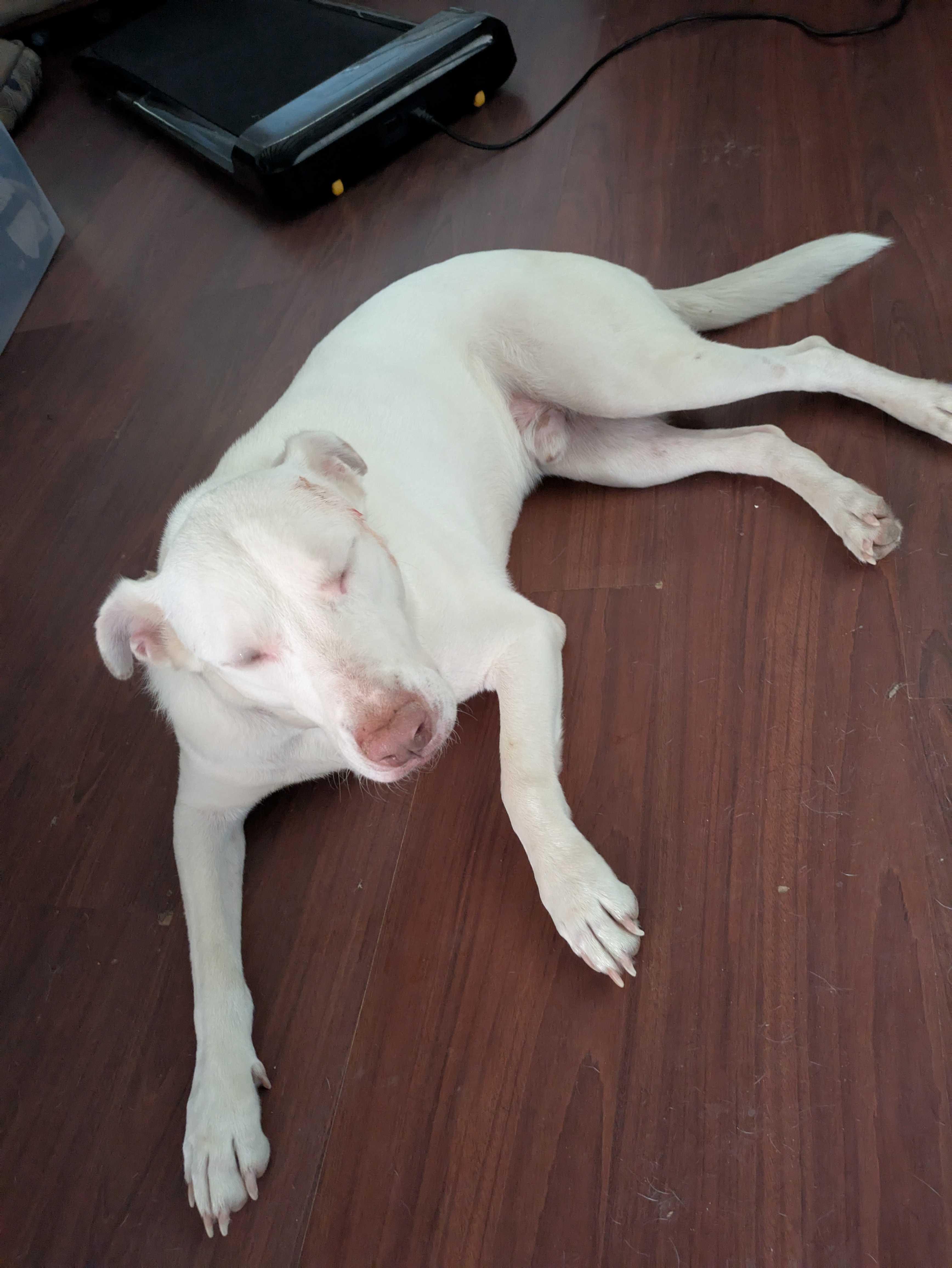 Enlarge Yeti (URGENT), a Adoptable mixed breed in Tracy, CA image 4/6