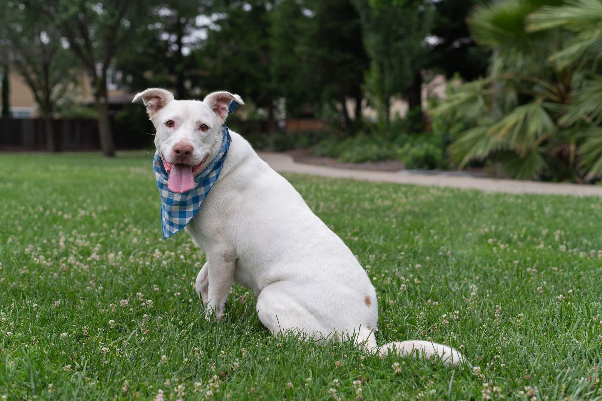 Yeti (Adopt with Perks), a Adoptable mixed breed in Tracy, CA image 5/6
