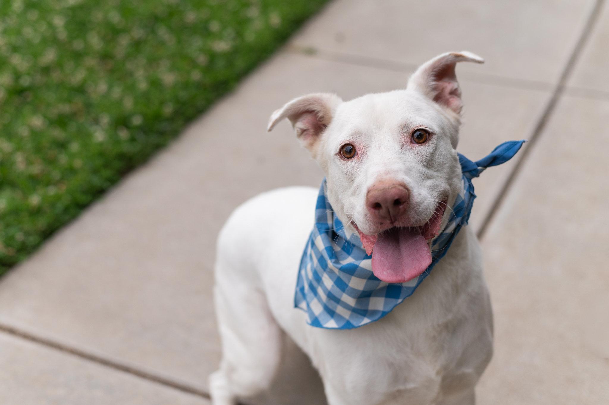 Yeti (Adopt with Perks), a Adoptable mixed breed in Tracy, CA image 6/6
