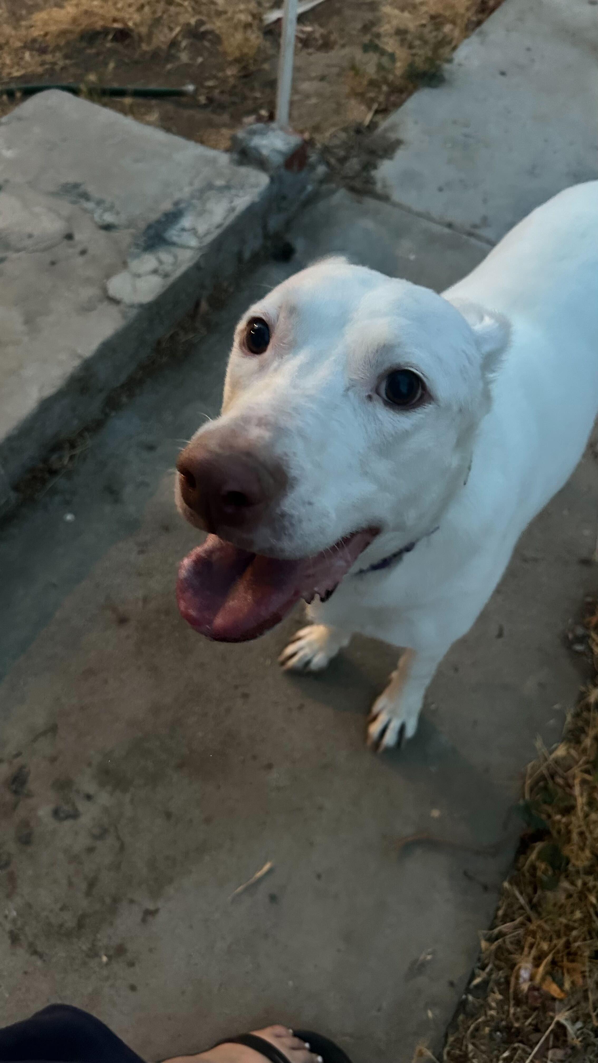 Enlarge Yeti (URGENT), a Adoptable mixed breed in Tracy, CA image 5/6