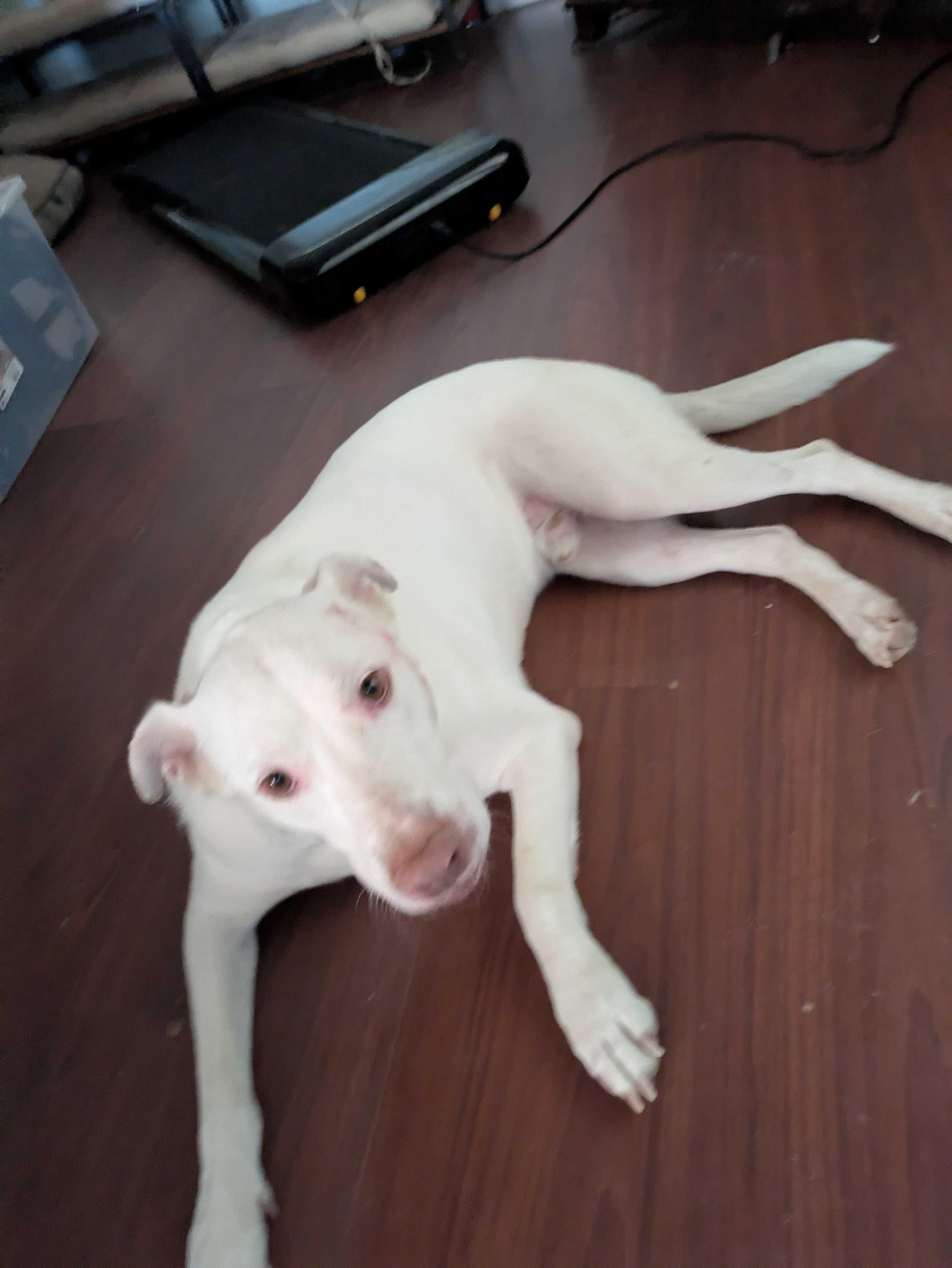 Enlarge Yeti (URGENT), a Adoptable mixed breed in Tracy, CA image 6/6