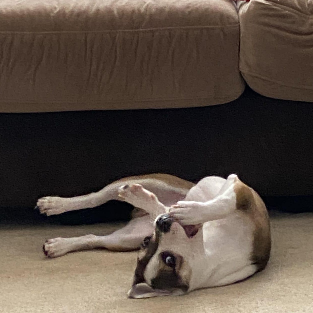 Harvey, ADOPTABLE, Adult Male Mixed Breed.
