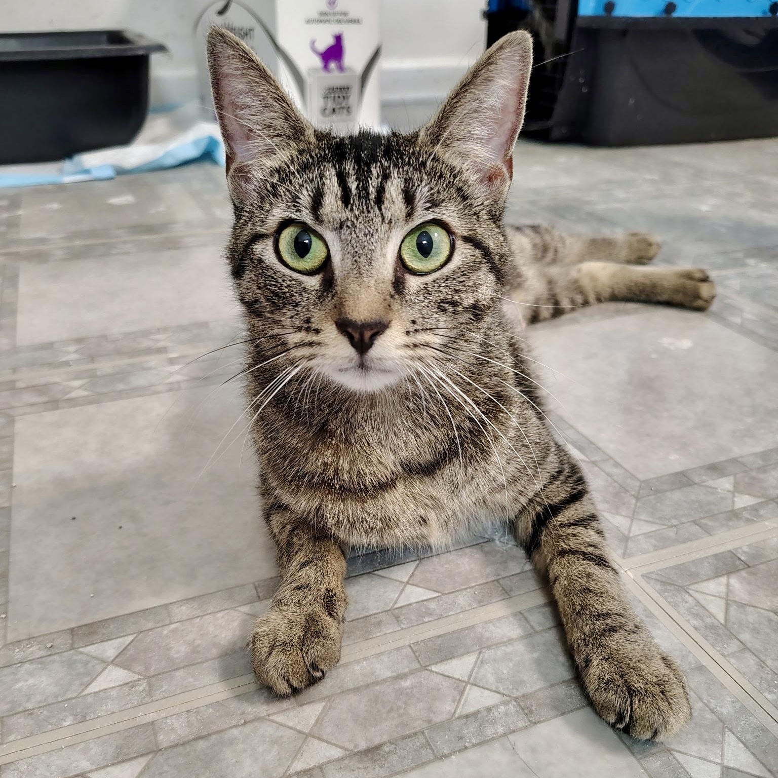 Fawkes, ADOPTABLE, Young Female Domestic Short Hair.