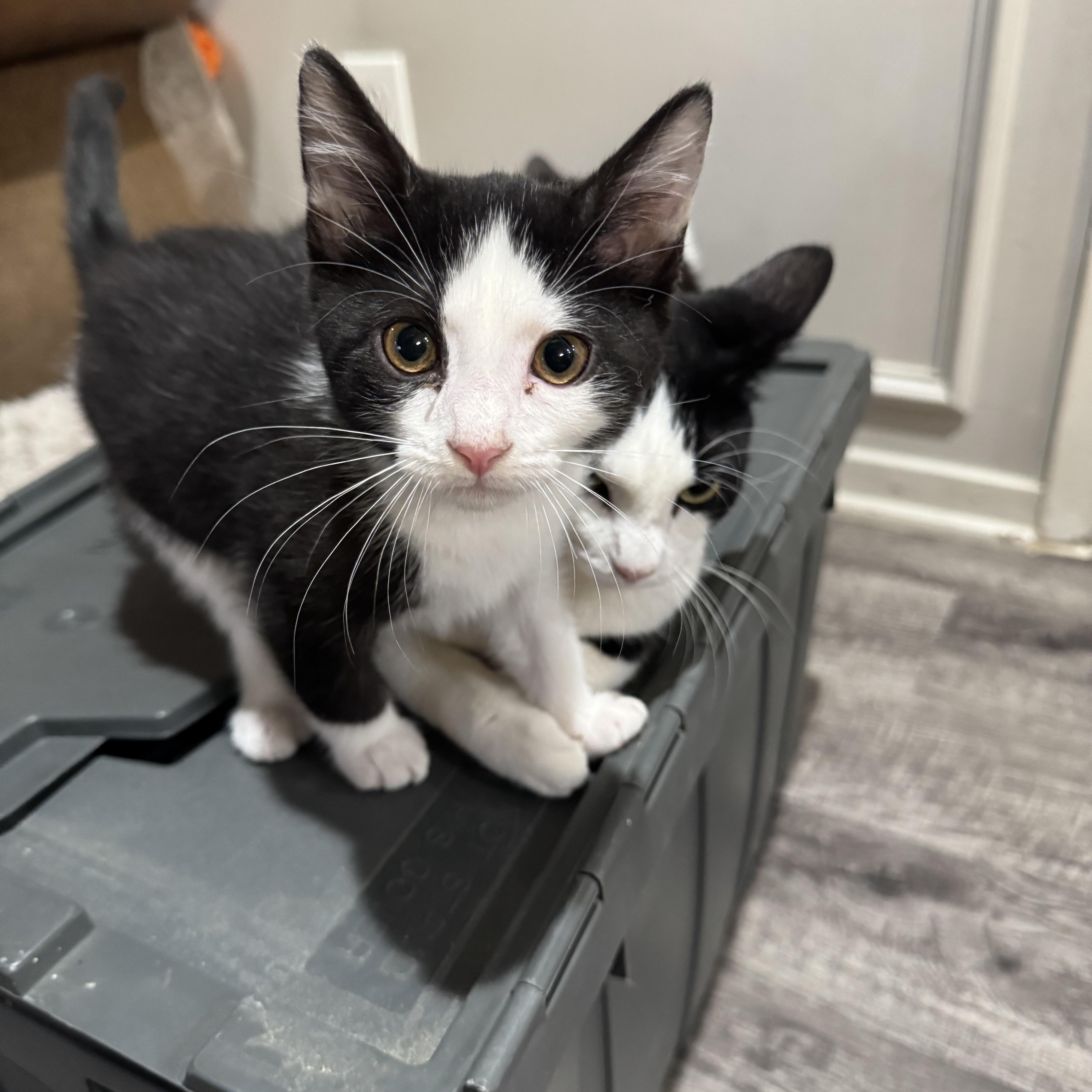 Cookie, ADOPTABLE, Young Female Domestic Short Hair.