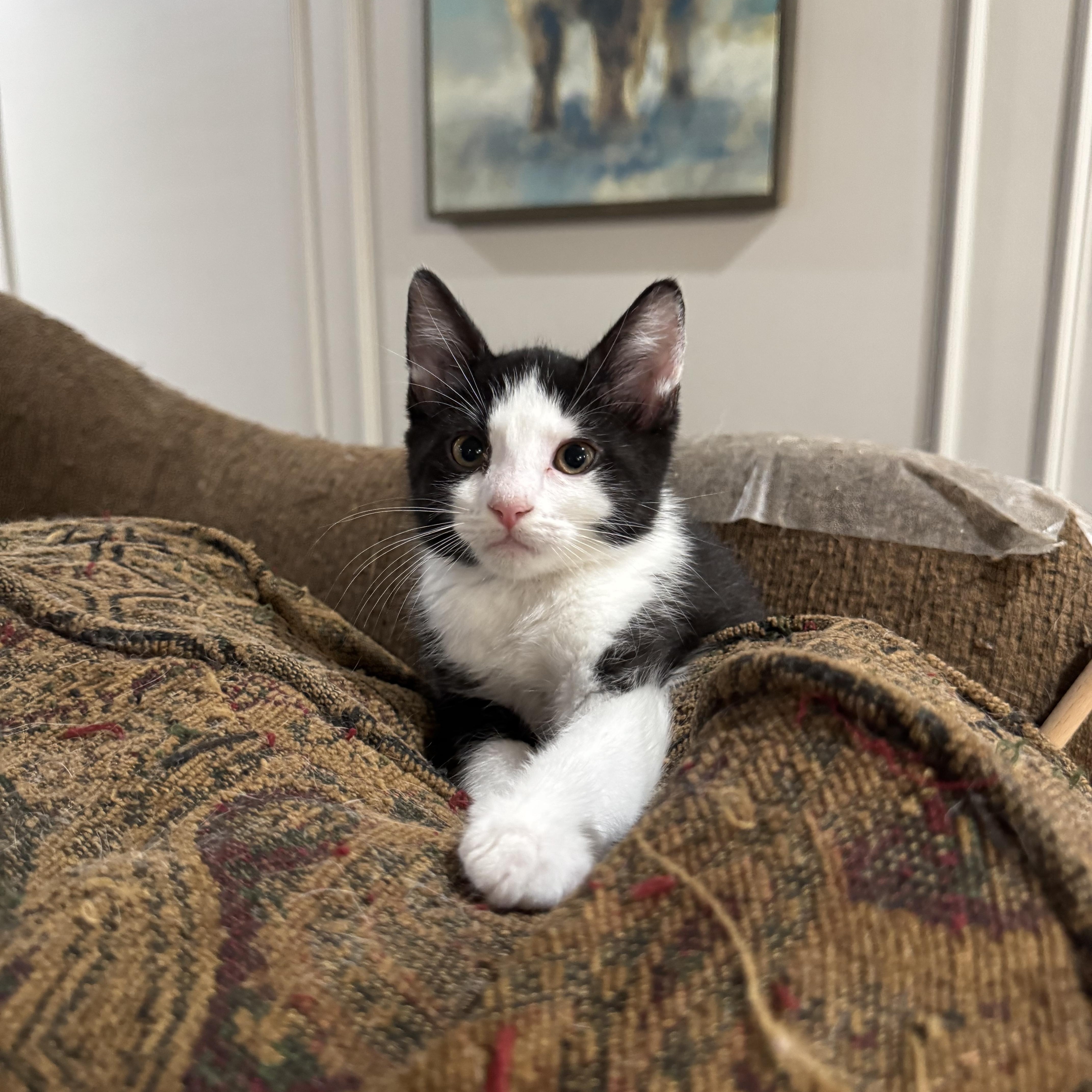 Enlarge Cookie, a ADOPTABLE mixed breed in North Richland Hills, TX image 3/4