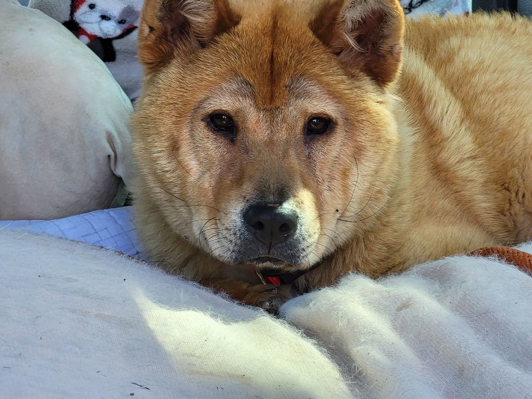 MILO, Adopted, Young Male Jindo & Shiba Inu.