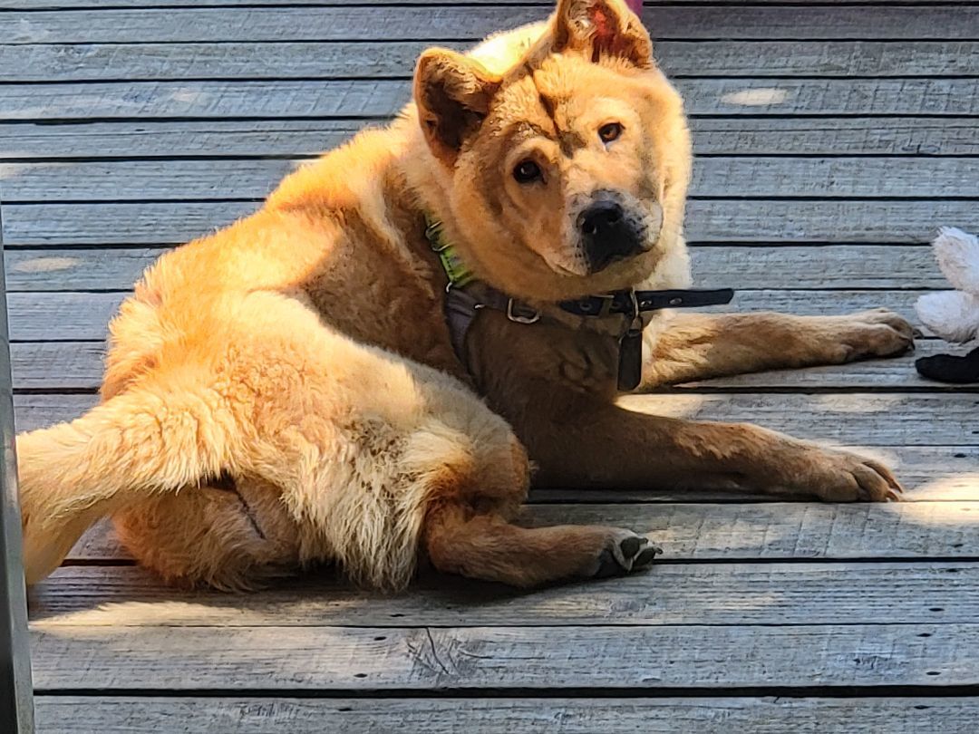 Enlarge MILO, a Adopted mixed breed in Eastsound, WA image 2/3