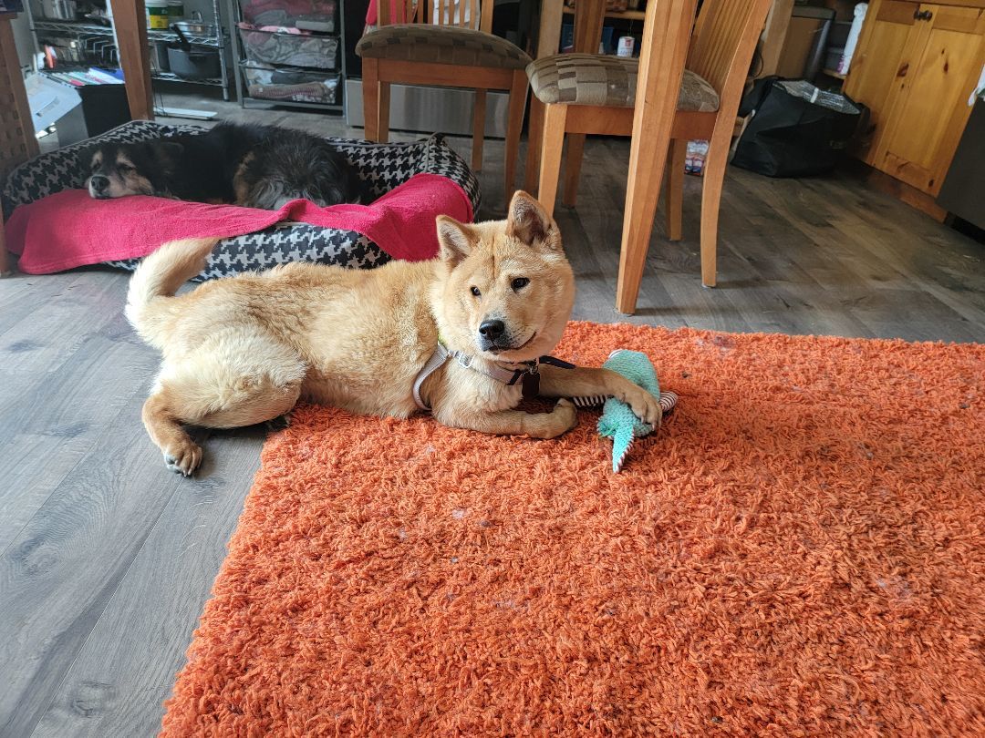 Enlarge MILO, a Adopted mixed breed in Eastsound, WA image 3/3