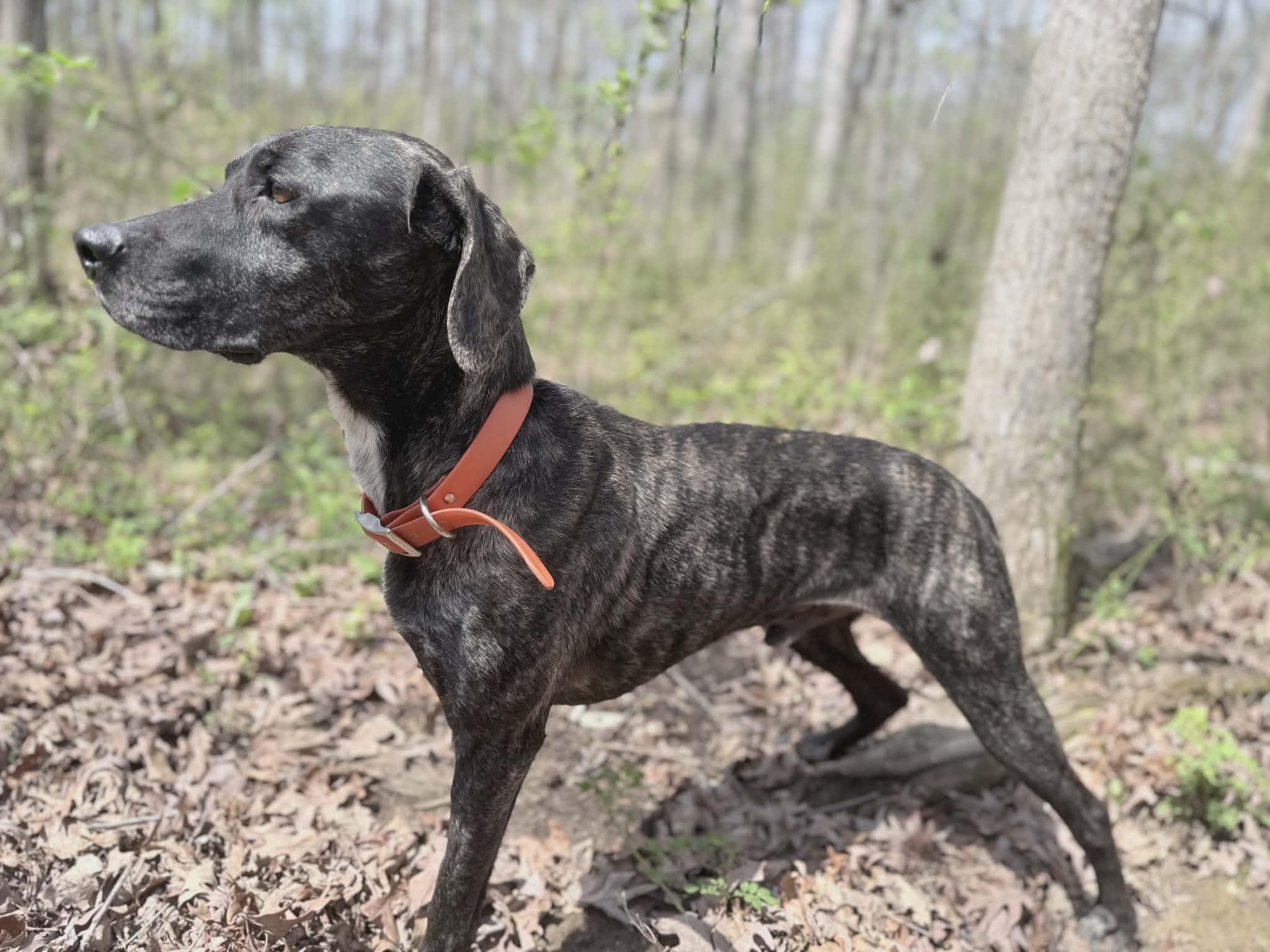 Peeta, an adoptable mixed breed in Hopkinton, MA image 3/5