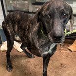 Peeta, an adoptable mixed breed in Hopkinton, MA image 4/5