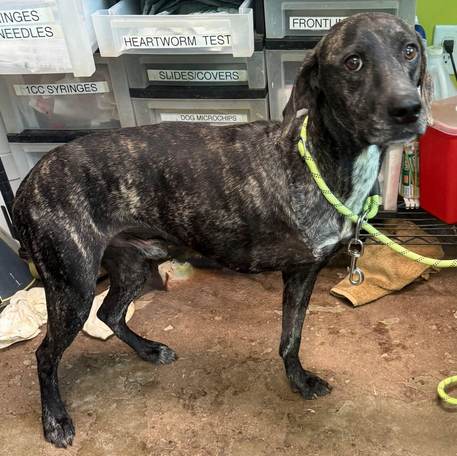Peeta, an adoptable mixed breed in Hopkinton, MA image 5/5