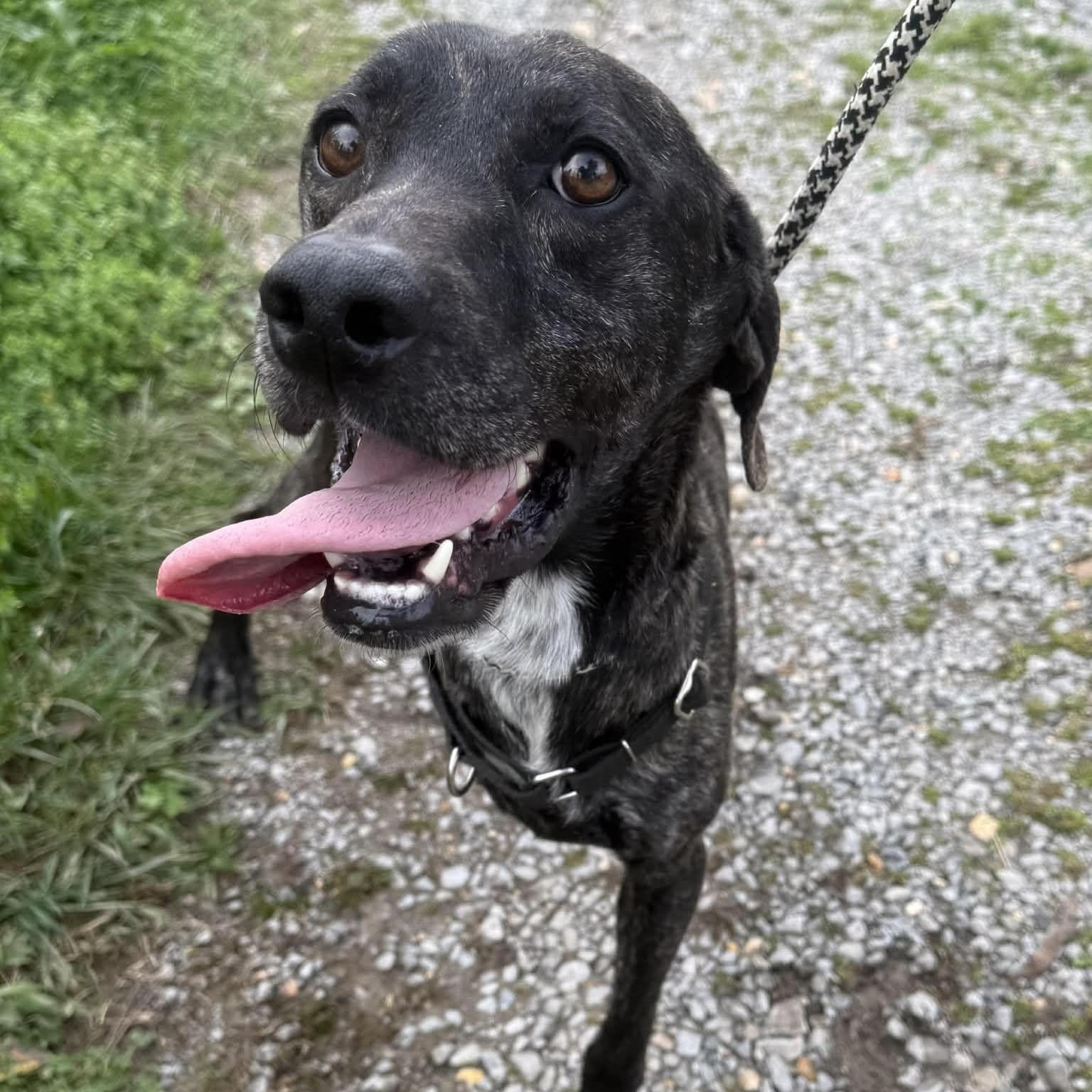 Peeta, adoptable, Adult Male Mountain Cur.