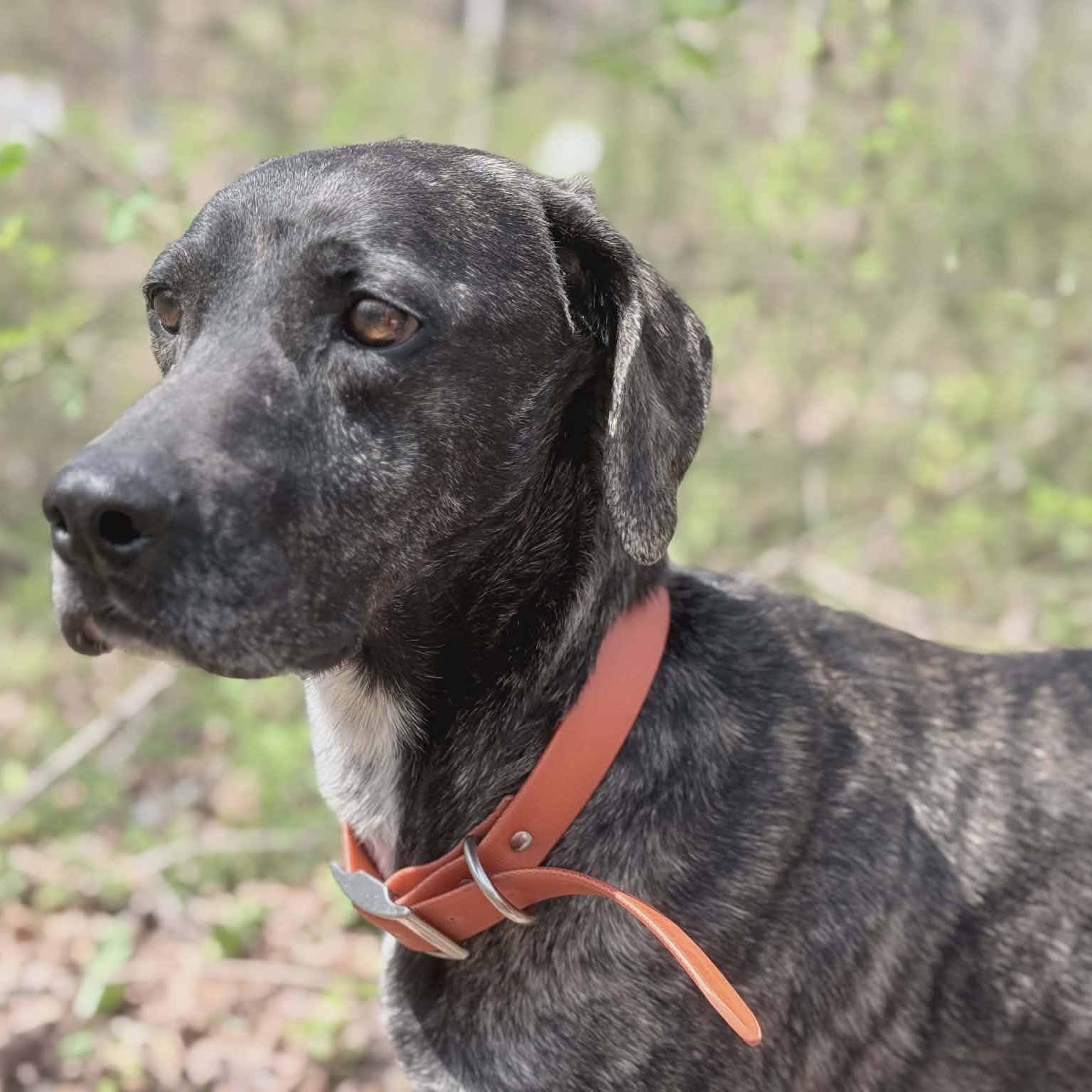 Peeta, an adoptable mixed breed in Hopkinton, MA image 2/5
