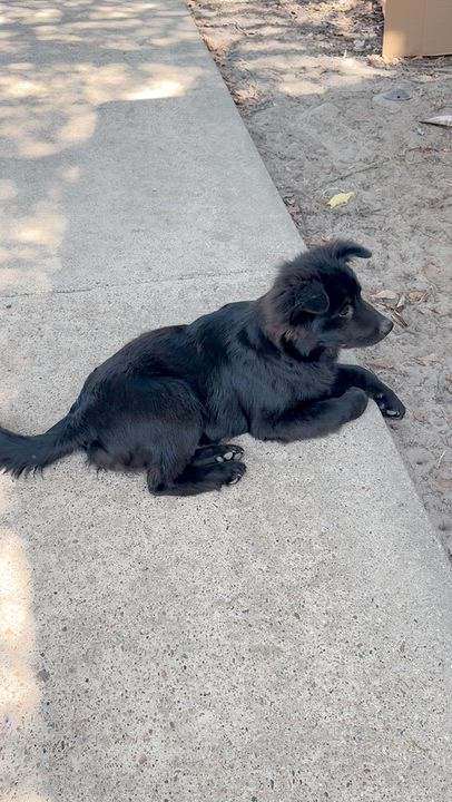 Enlarge Benny, a Adoptable mixed breed in Mount Arlington, NJ video 2/4