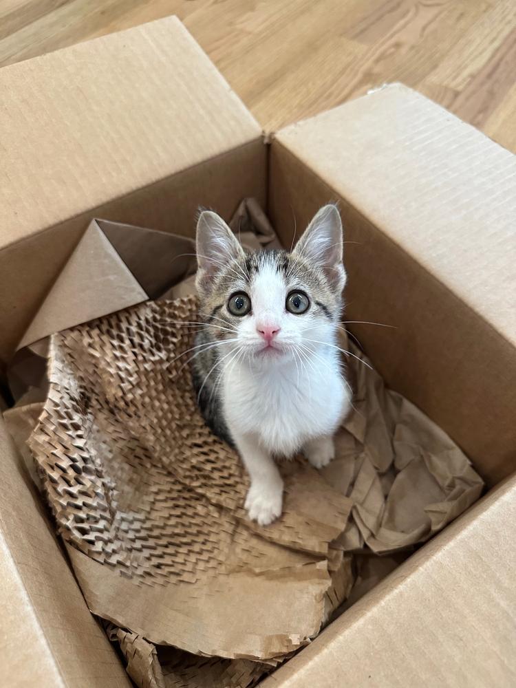 FRENCH, Adoptable, Kitten Female Domestic Short Hair.