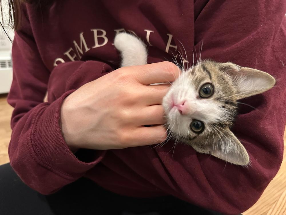 FRENCH, a Adoptable Domestic Short Hair in Broomfield, CO image 2/2