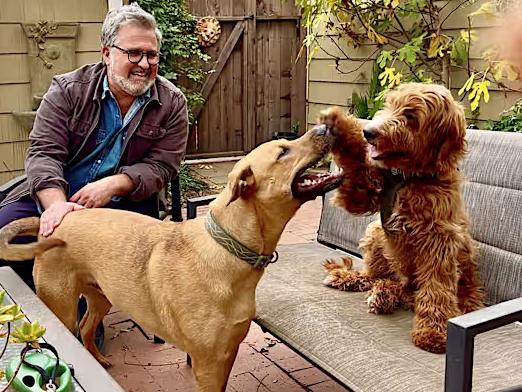 Scooby Doo ** Video**, a Adoptable mixed breed in Pasadena, CA image 5/6