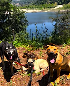 Scooby Doo ** Video**, a Adoptable mixed breed in Pasadena, CA image 3/6