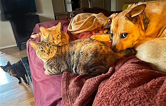 Scooby Doo ** Video**, a Adoptable mixed breed in Pasadena, CA image 2/6