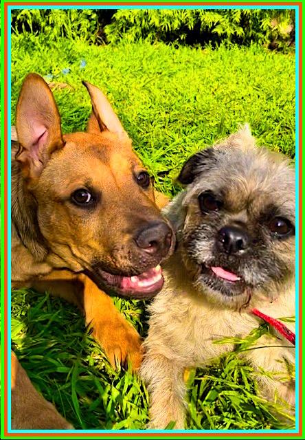 Scooby Doo ** Video**, a Adoptable mixed breed in Pasadena, CA image 6/6