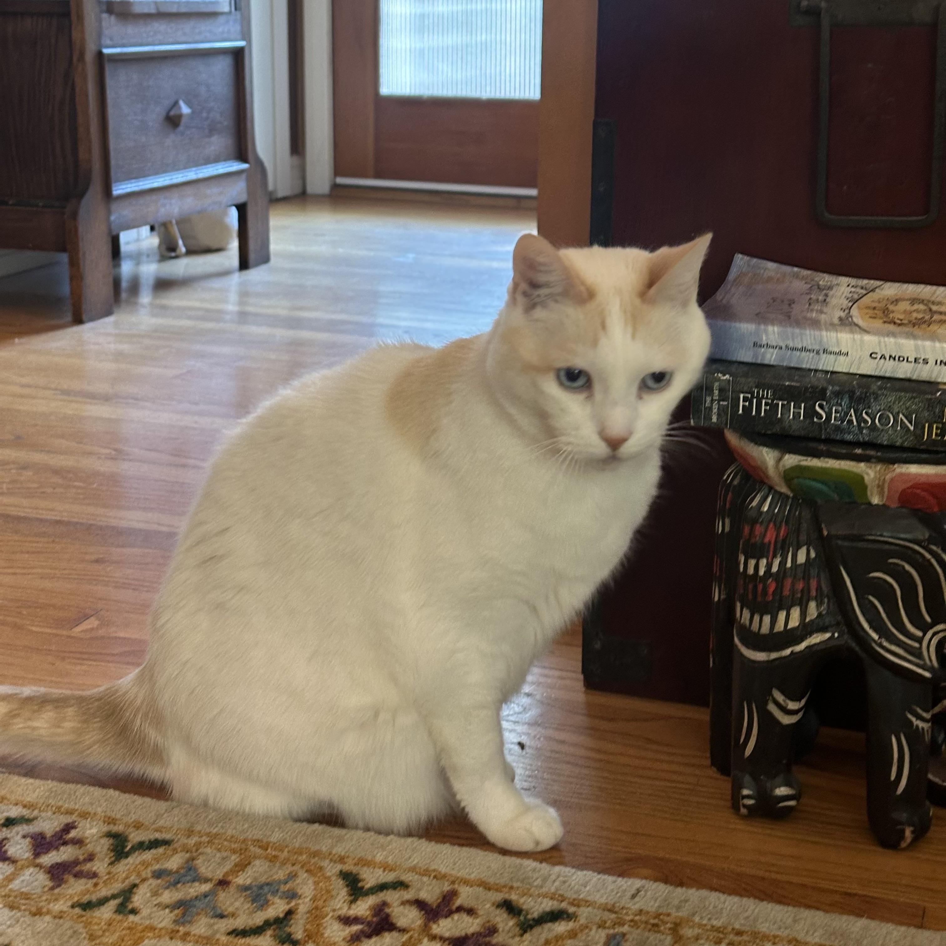 Pete, Adoptable, Adult Male Domestic Short Hair.