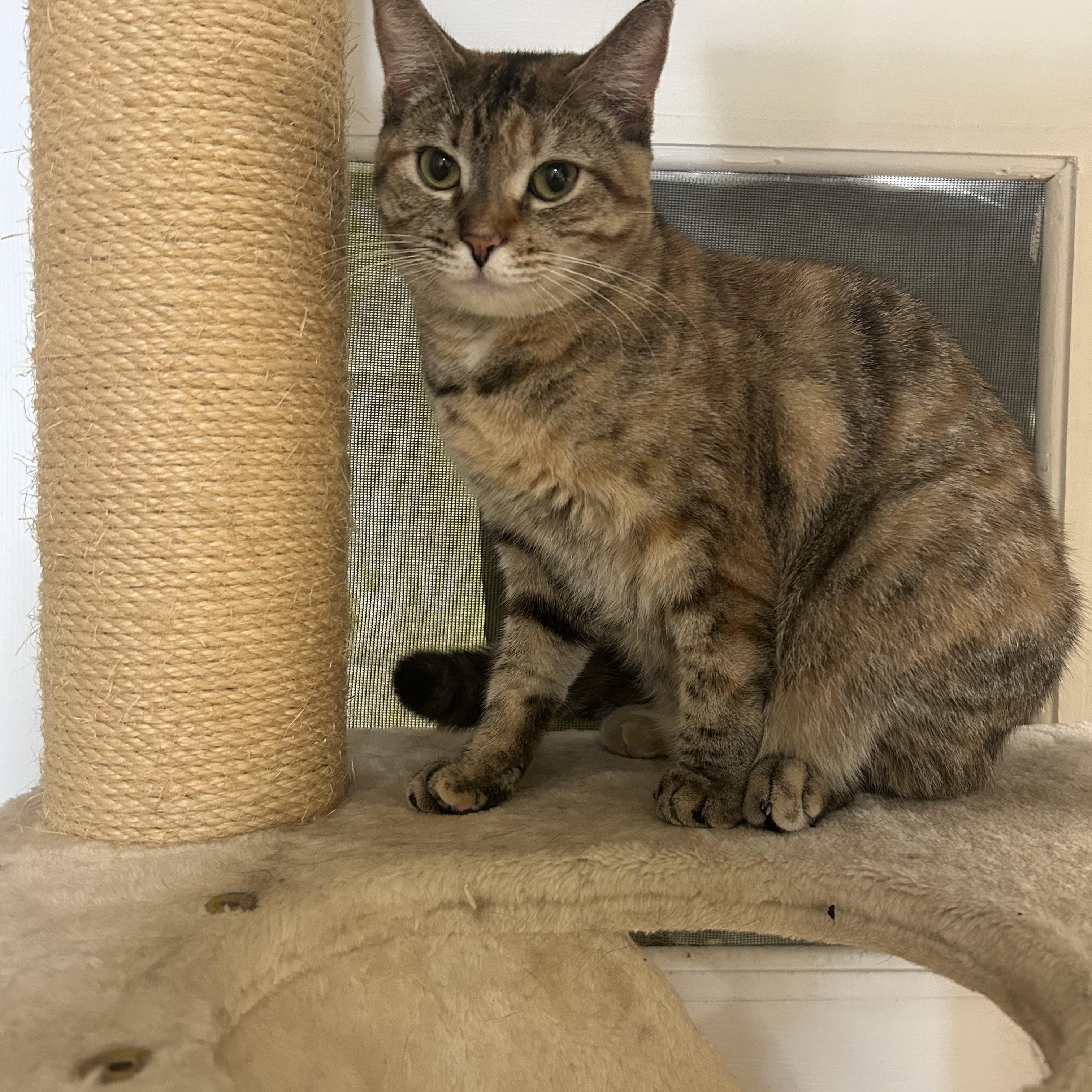 Enlarge Pixel, a ADOPTABLE Domestic Short Hair in Cape May, NJ image 2/4
