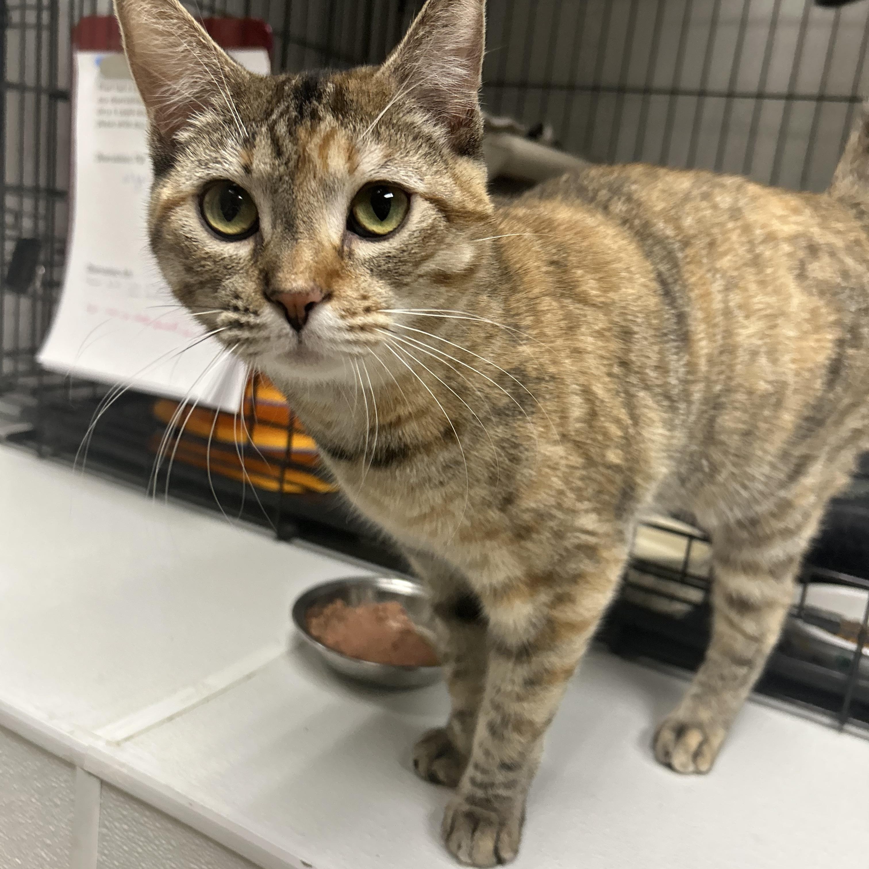 Enlarge Pixel, a ADOPTABLE Domestic Short Hair in Cape May, NJ image 3/4