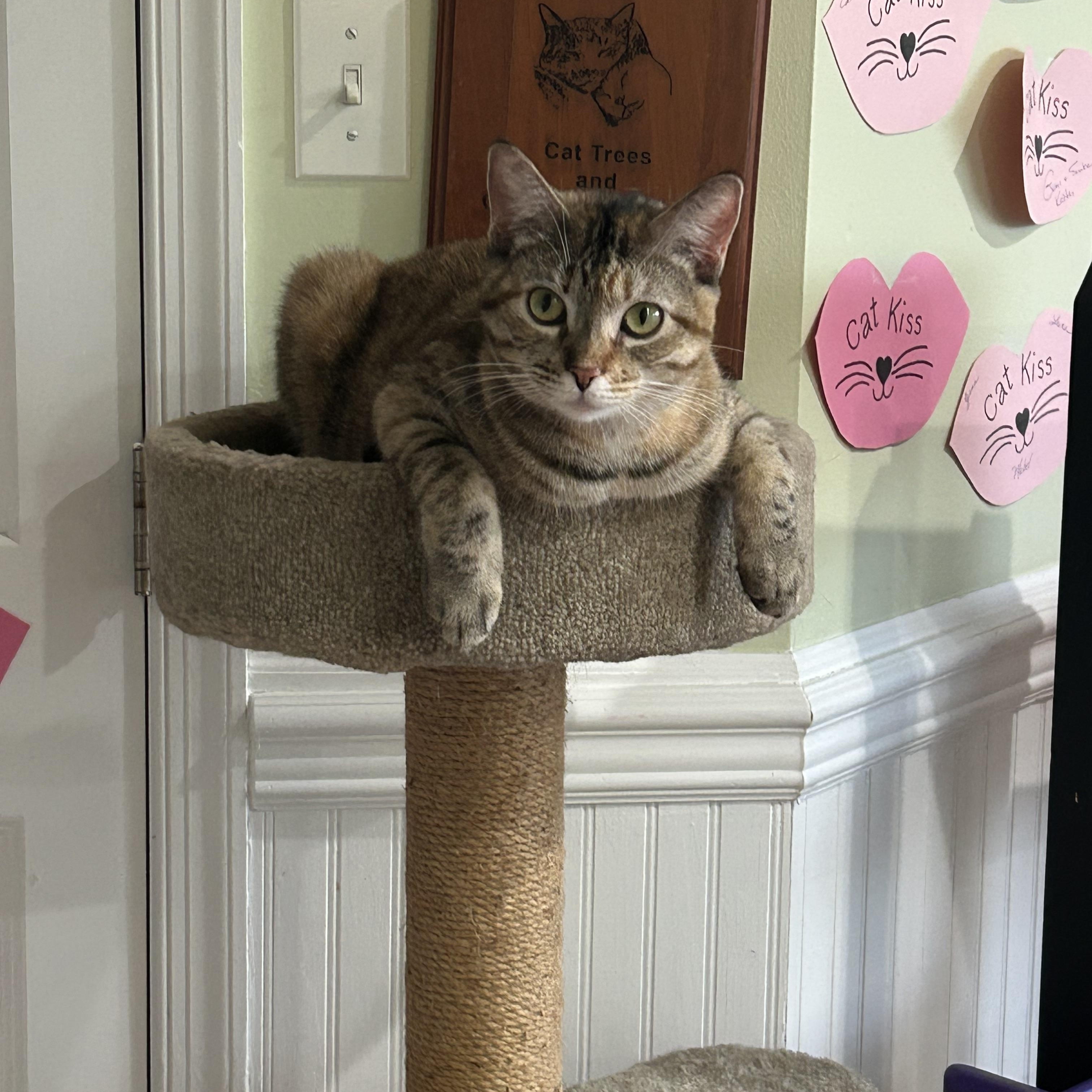 Enlarge Pixel, a ADOPTABLE Domestic Short Hair in Cape May, NJ image 4/4