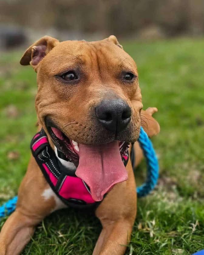 Enlarge Shay Shay (Mariella), a Adoptable Mixed Breed in Angola, IN image 1/2