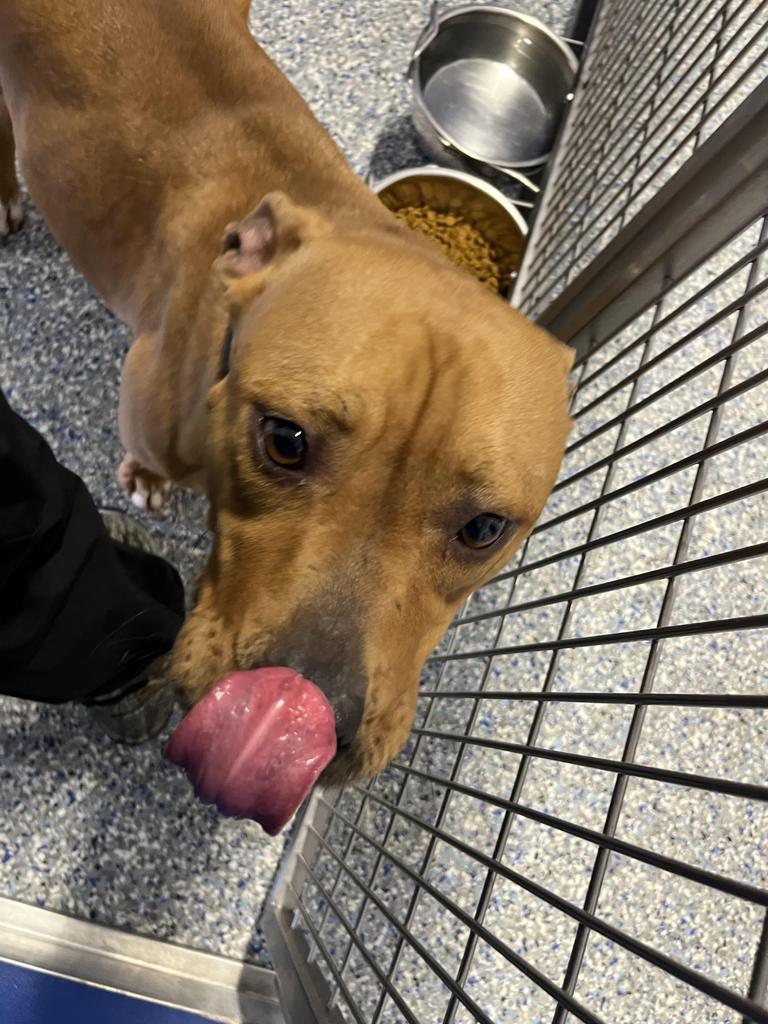 Enlarge Shay Shay (Mariella), a Adoptable Mixed Breed in Angola, IN image 2/2