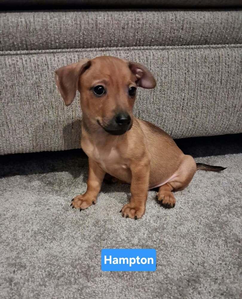 Enlarge Hotel : Hampton, a Adoptable mixed breed in Aurora, IN image 2/3