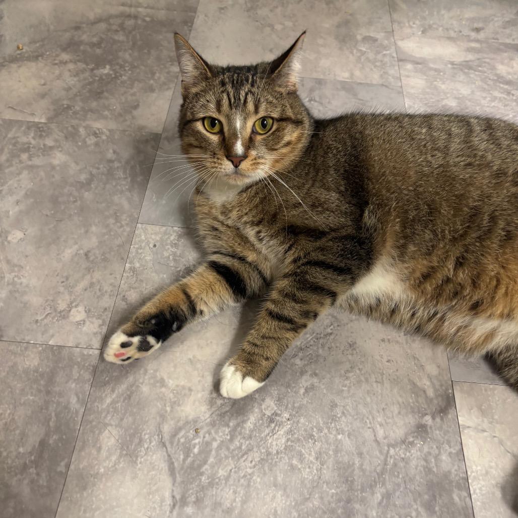 Big Banjo, Adoptable, Adult Male Domestic Short Hair.