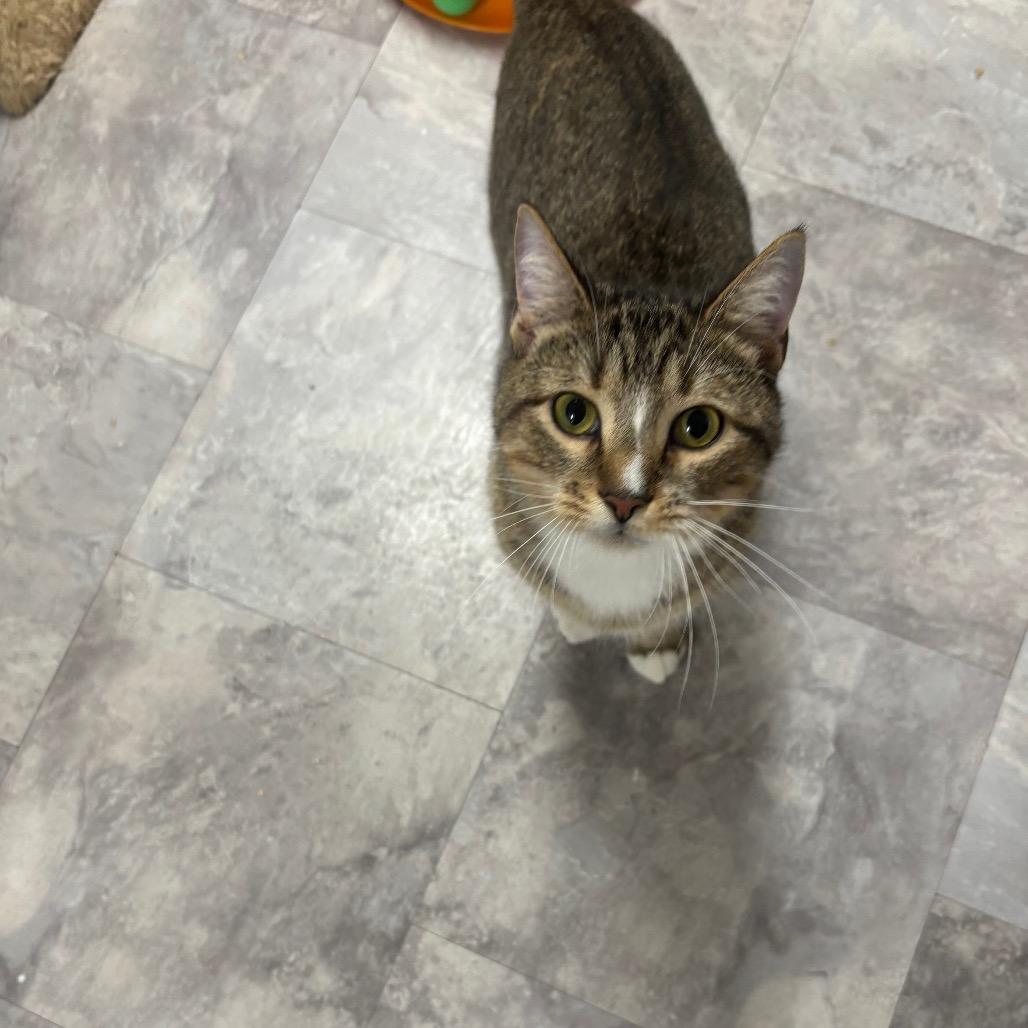 Enlarge Big Banjo, a Adoptable Domestic Short Hair in Greenville, PA image 3/6