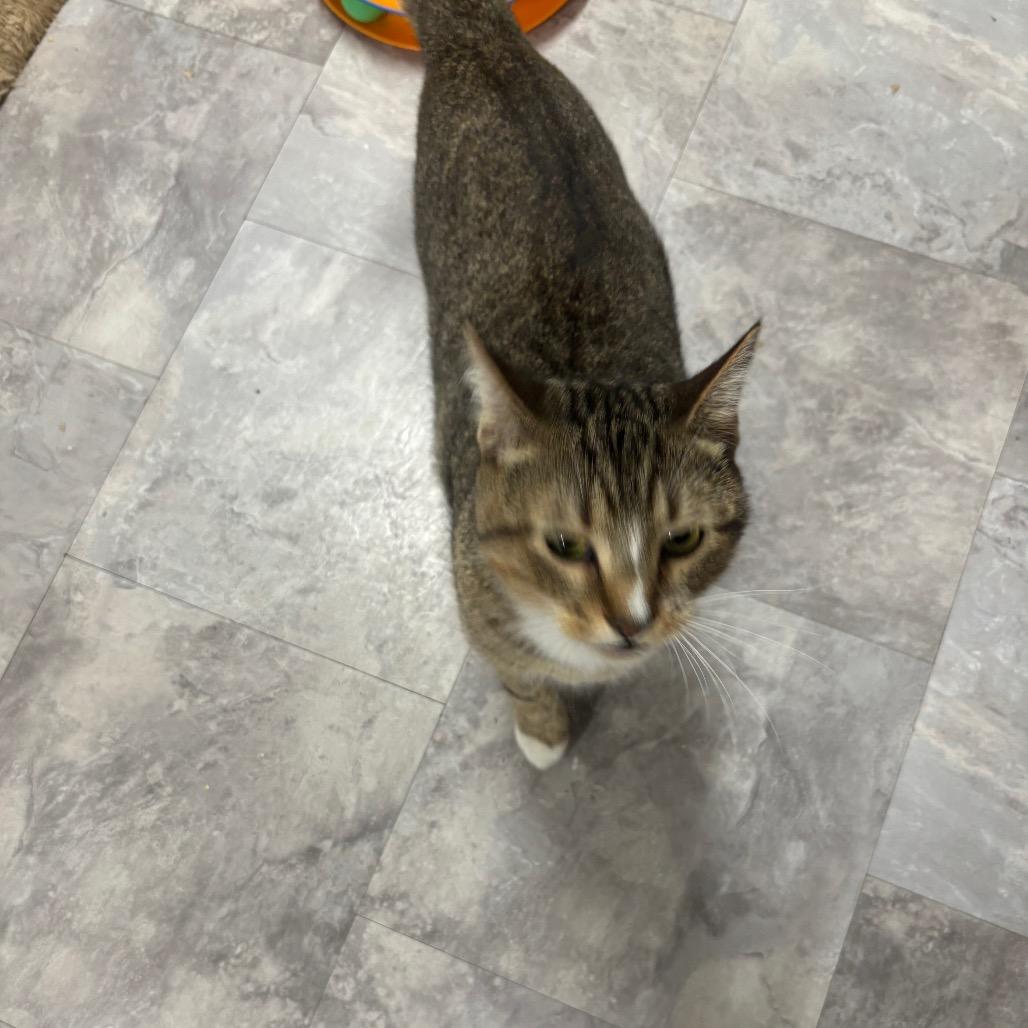 Enlarge Big Banjo, a Adoptable Domestic Short Hair in Greenville, PA image 4/6