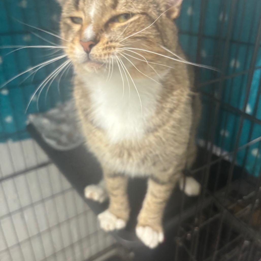 Enlarge Big Banjo, a Adoptable Domestic Short Hair in Greenville, PA image 5/6